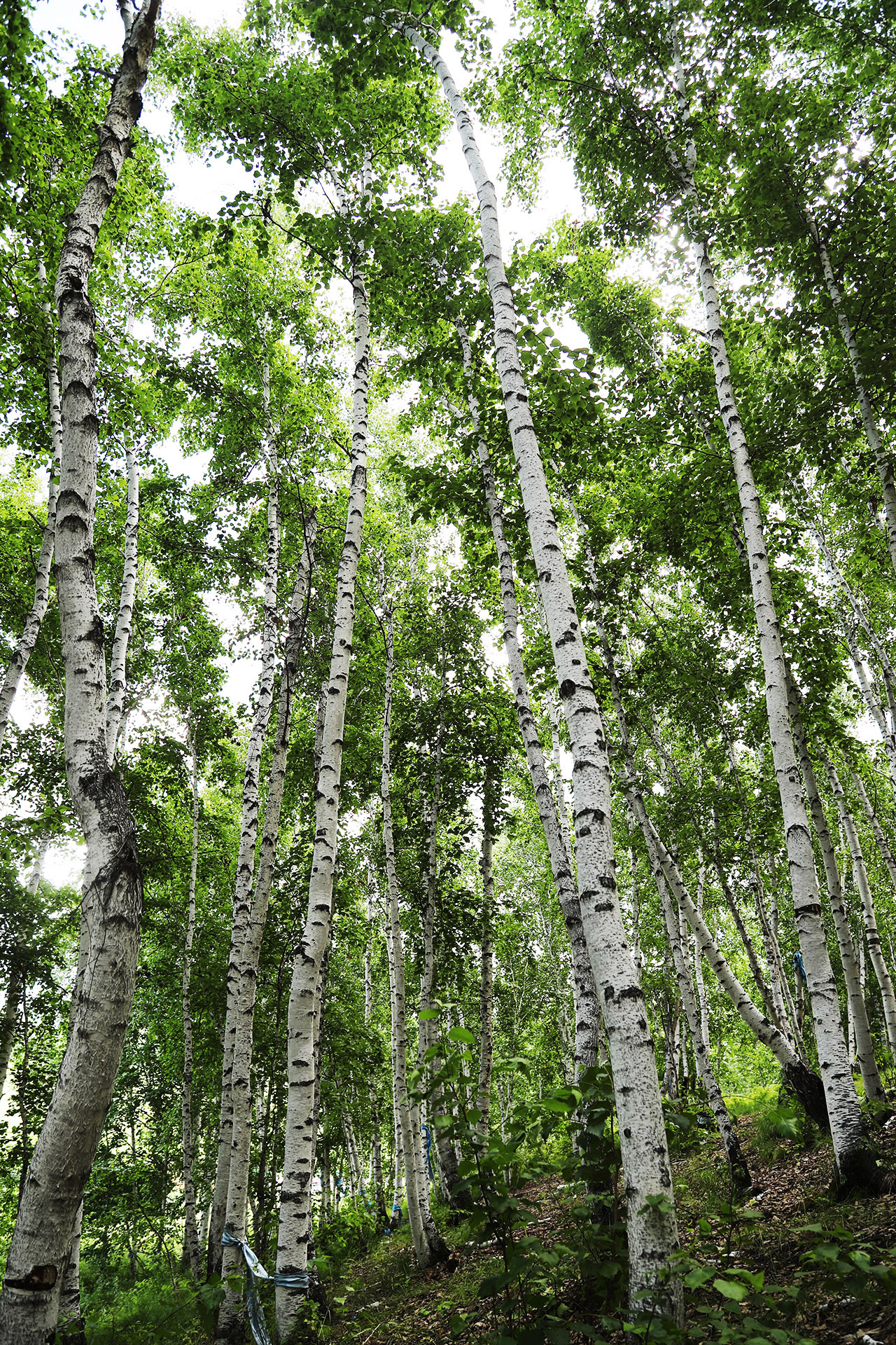 A view inside a white birch forest in Ergun, Hulunbuir, Inner Mongolia. /CGTN