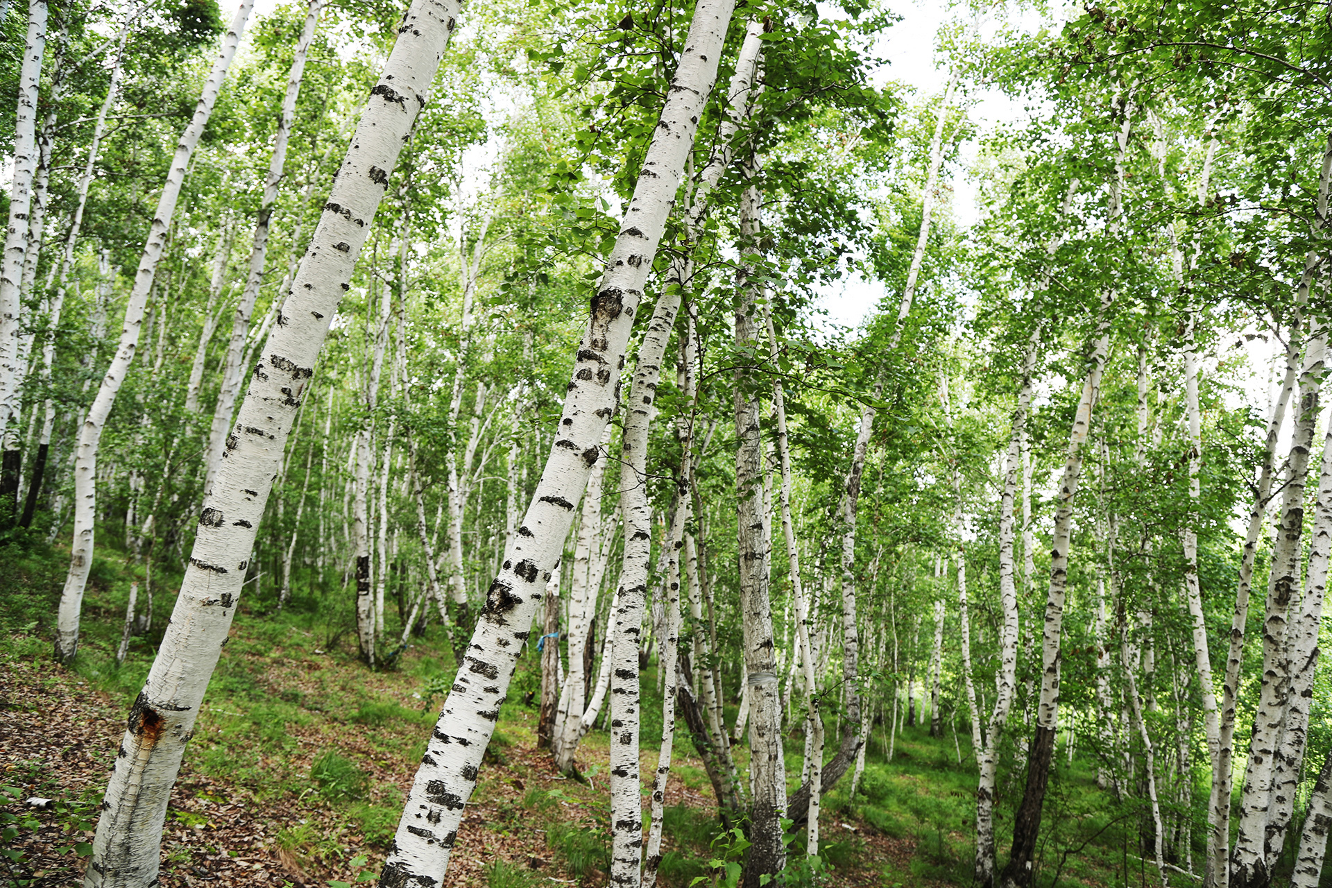 A view inside a white birch forest in Ergun, Hulunbuir, Inner Mongolia. /CGTN