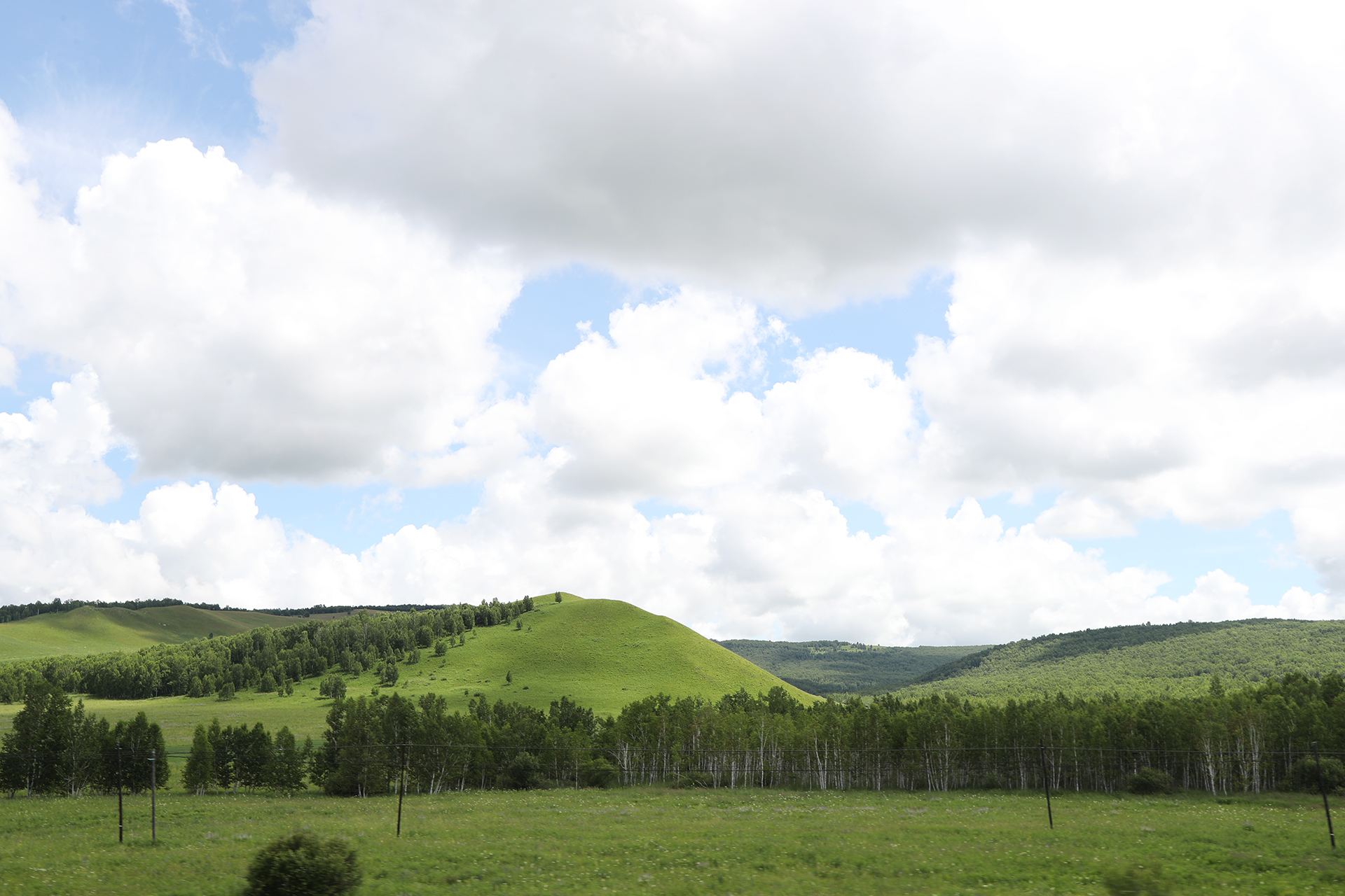 White birch trees are seen on the grasslands of Ergun, Hulunbuir, Inner Mongolia. /CGTN