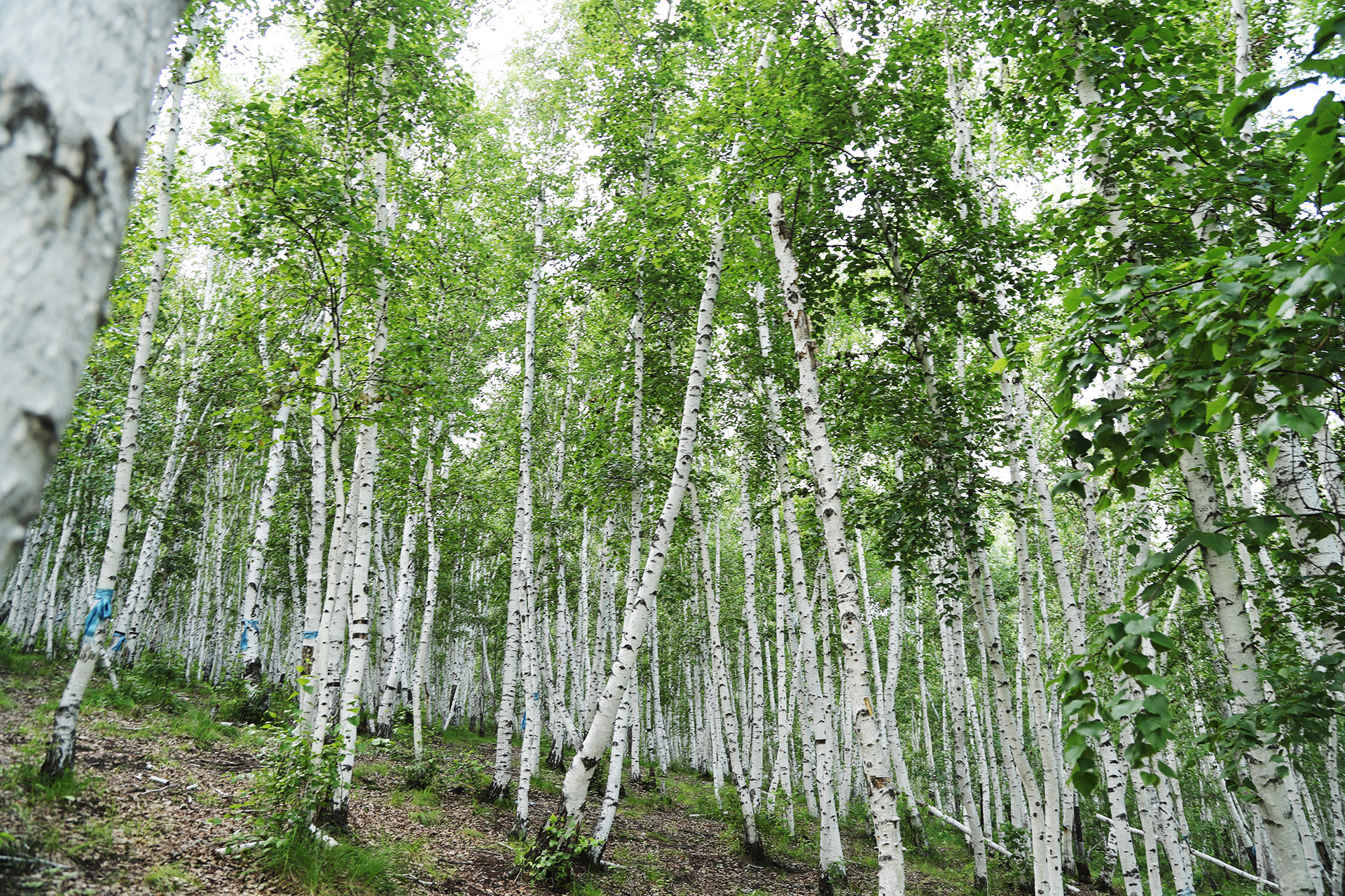 A view inside a white birch forest in Ergun, Hulunbuir, Inner Mongolia. /CGTN