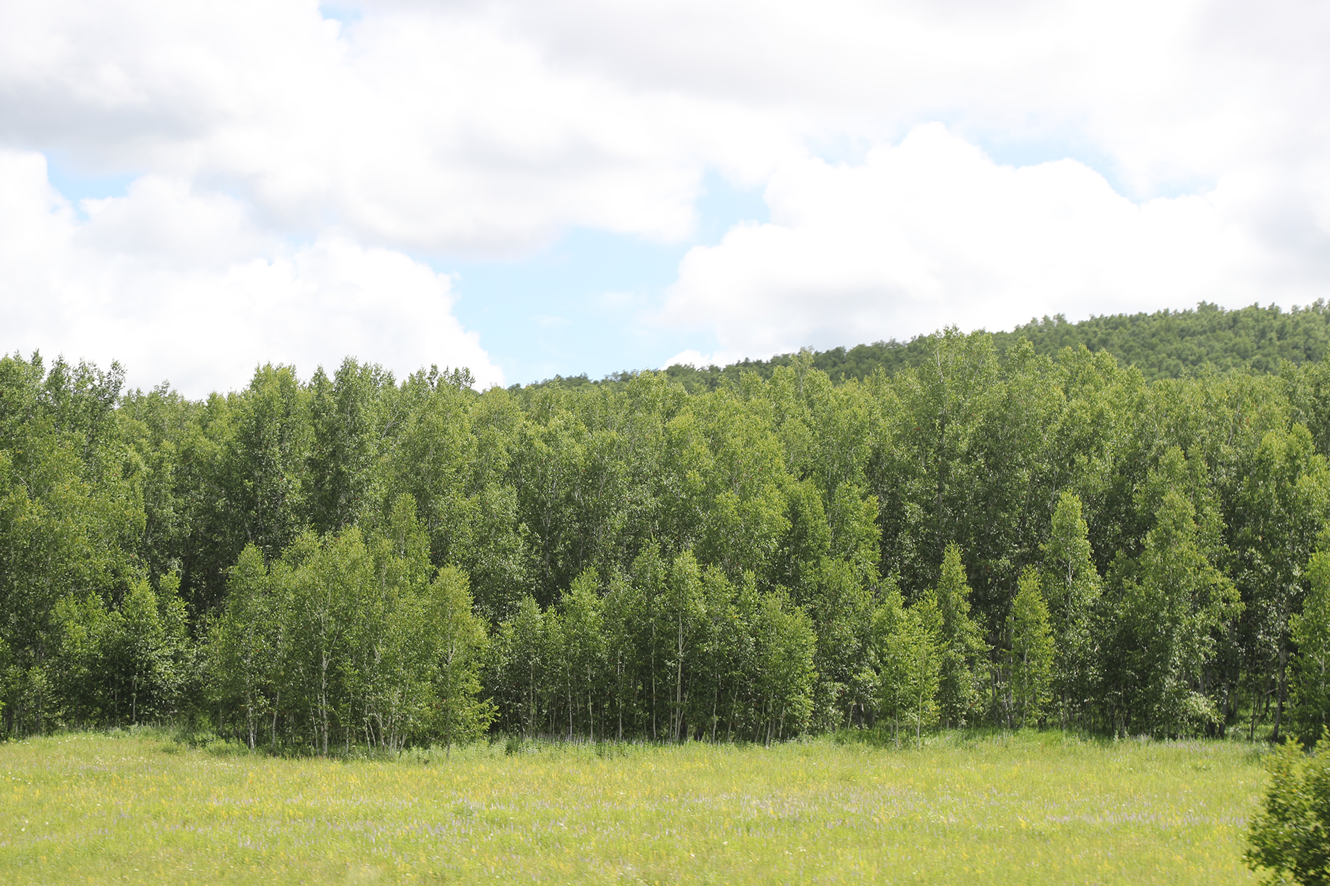 White birch trees are seen on the grasslands of Ergun, Hulunbuir, Inner Mongolia. /CGTN