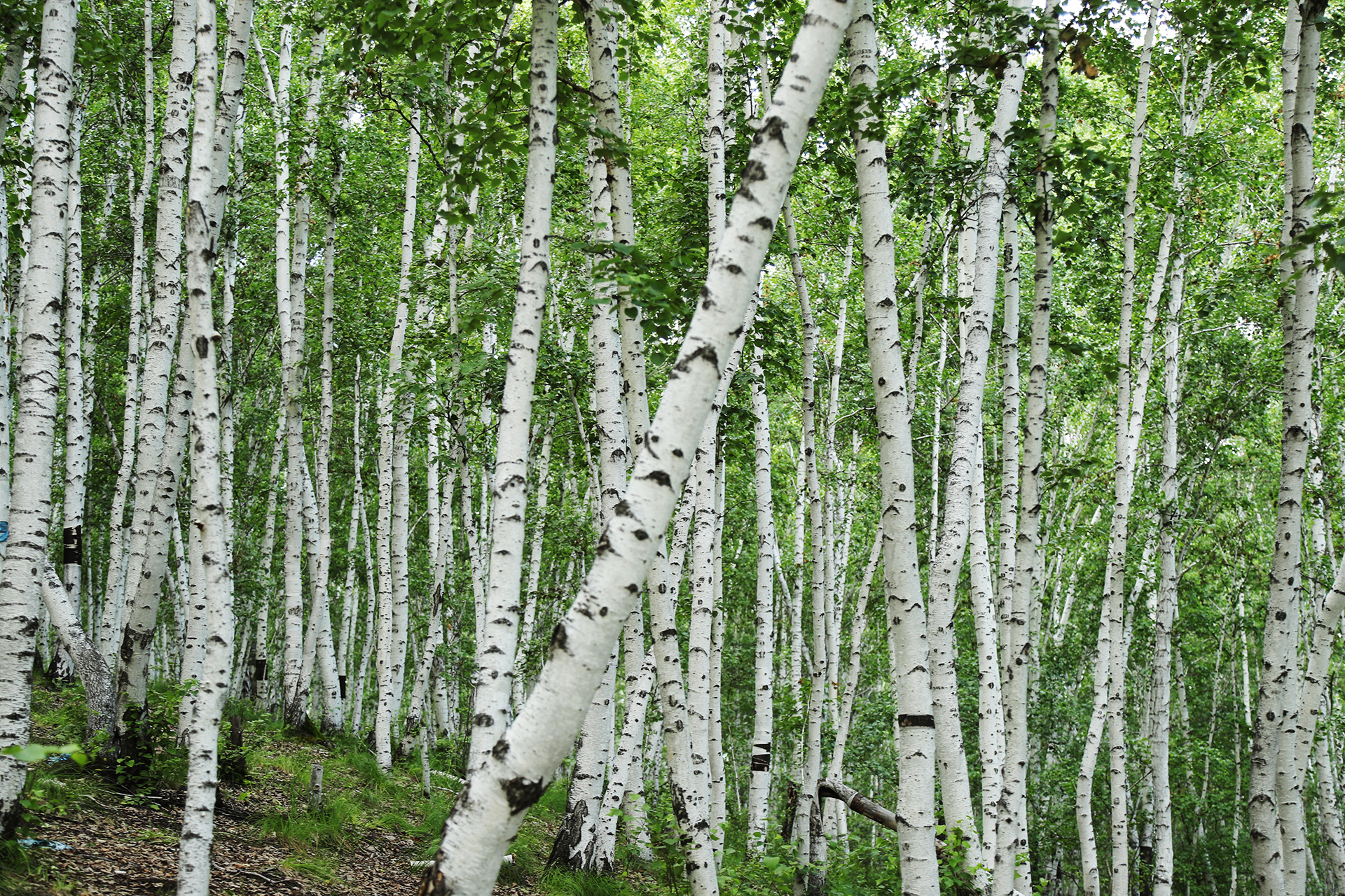 A view inside a white birch forest in Ergun, Hulunbuir, Inner Mongolia. /CGTN