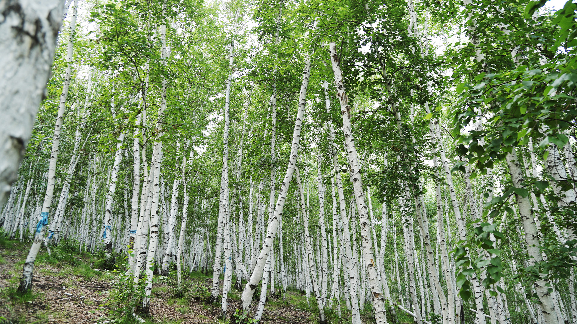 A walk through Ergun's white birch forests