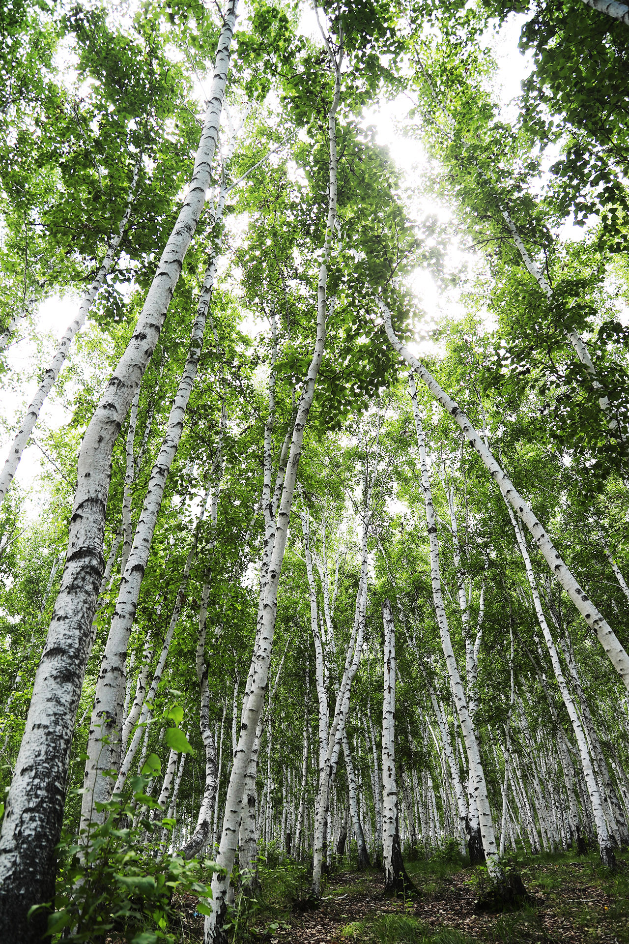A view inside a white birch forest in Ergun, Hulunbuir, Inner Mongolia. /CGTN
