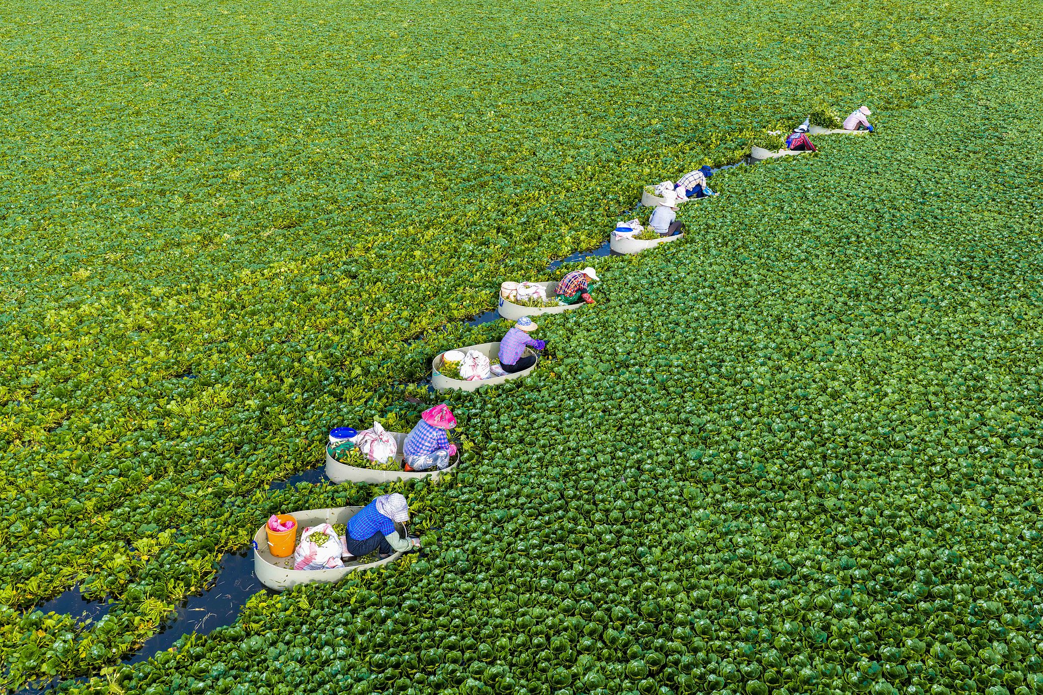 Villagers harvest water caltrops at a farm in Taizhou City, Jiangsu Province, east China, July 28, 2026. /VCG
