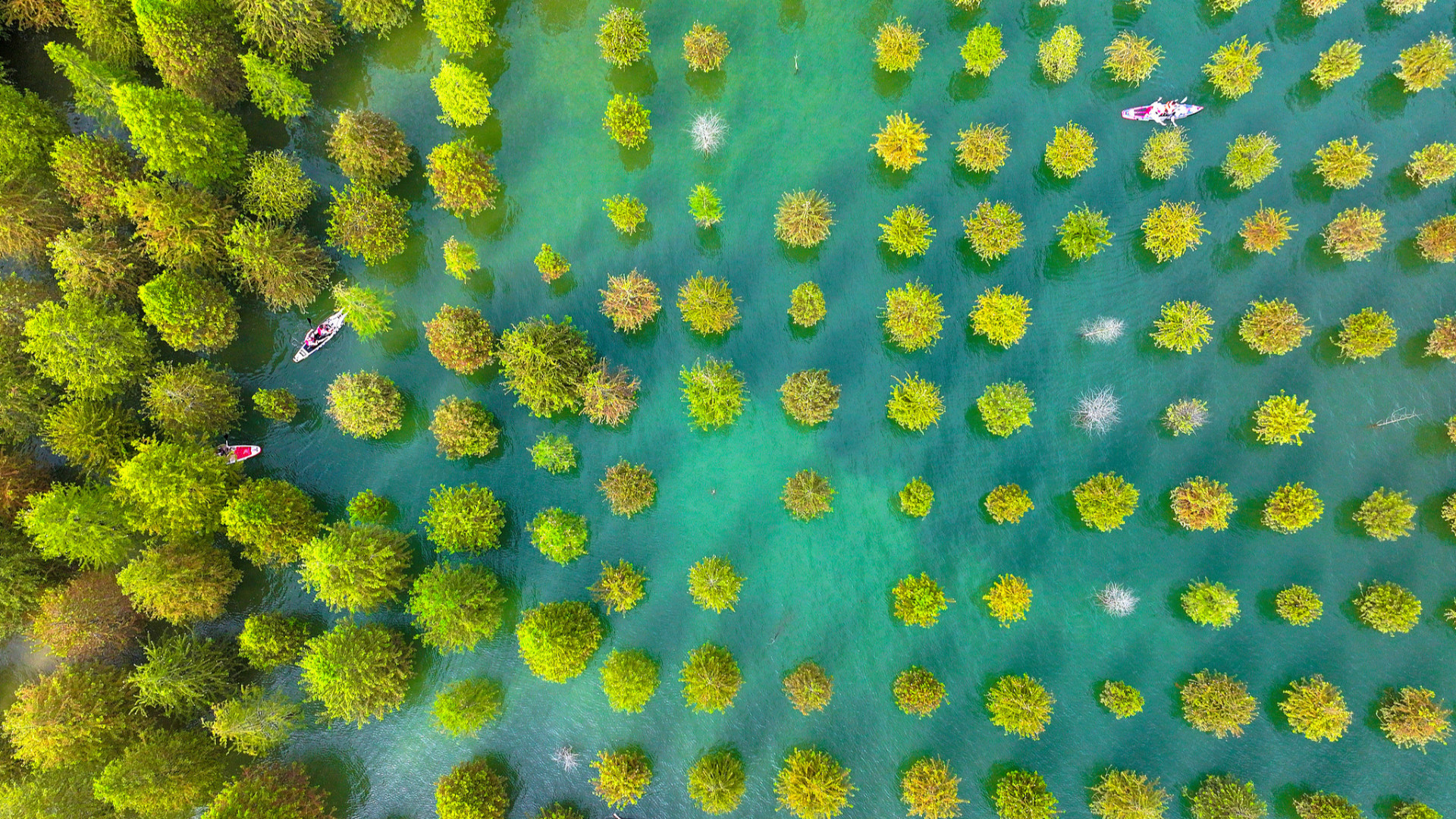 Visitors paddleboard among metasequoia trees at a forest park, Huzhou, Zhejiang Province, east  China, July 27, 2026. /VCG