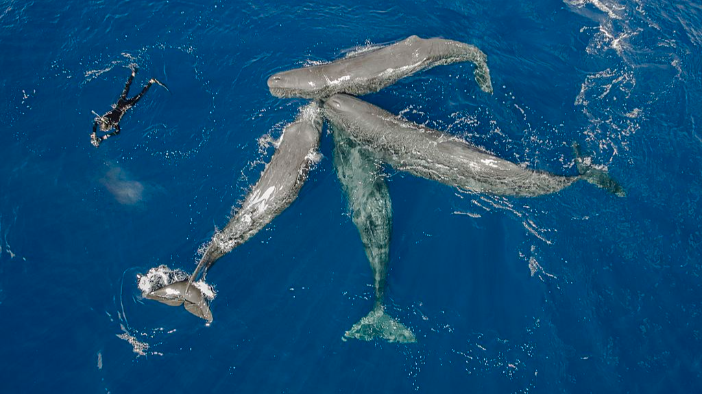 South China Sea sperm whales share vocal patterns with Pacific pods