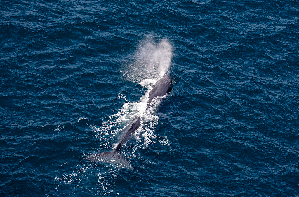 A sperm whale in the ocean. /VCG