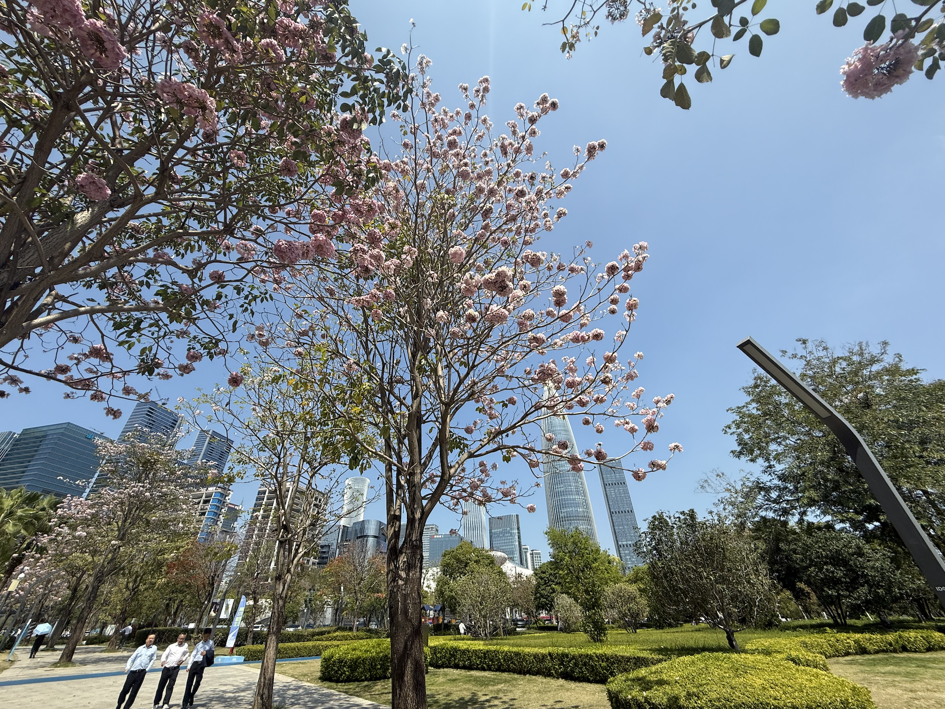 Spring blossoms framing the Nanshan skyline from a park walkway, the Spring Bamboo tower visible through the branches.
