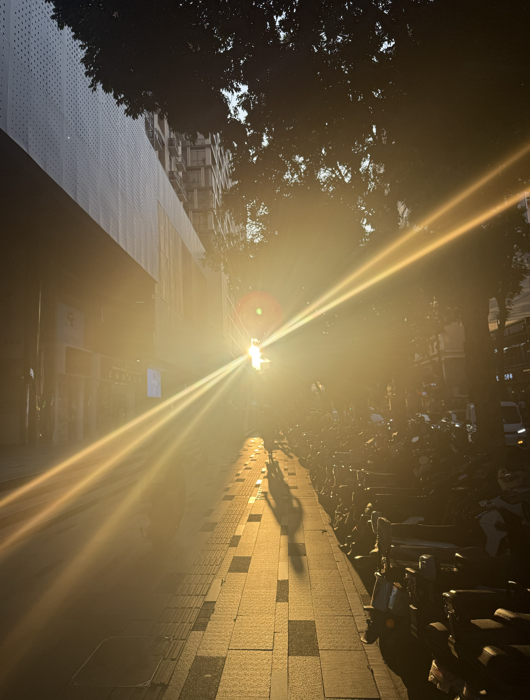 The dusk sun peaking through the trees and casting shadows. 