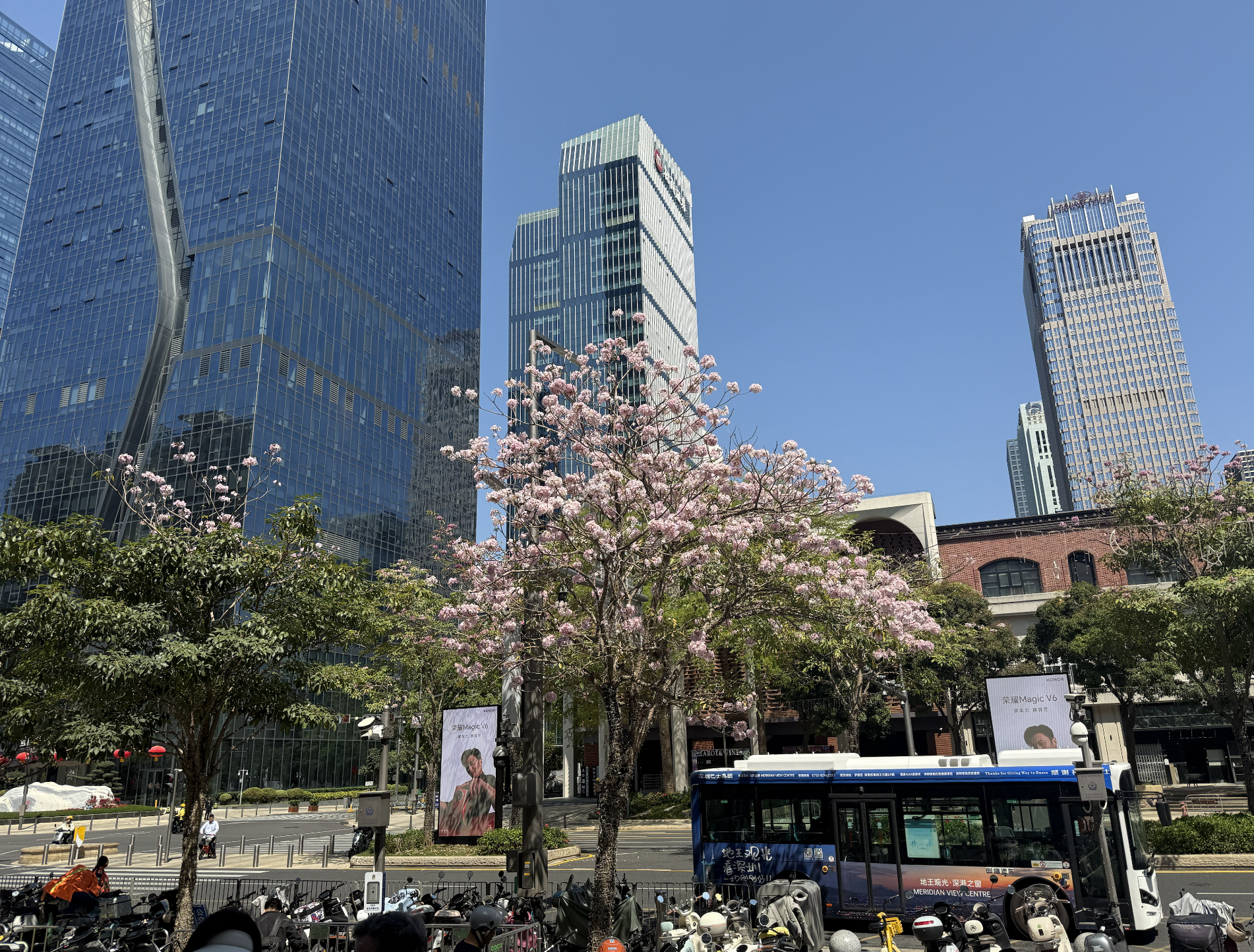 Pink trumpet trees in bloom along Renmin South Road, Luohu, Shenzhen, Guangdong Province, south China. 