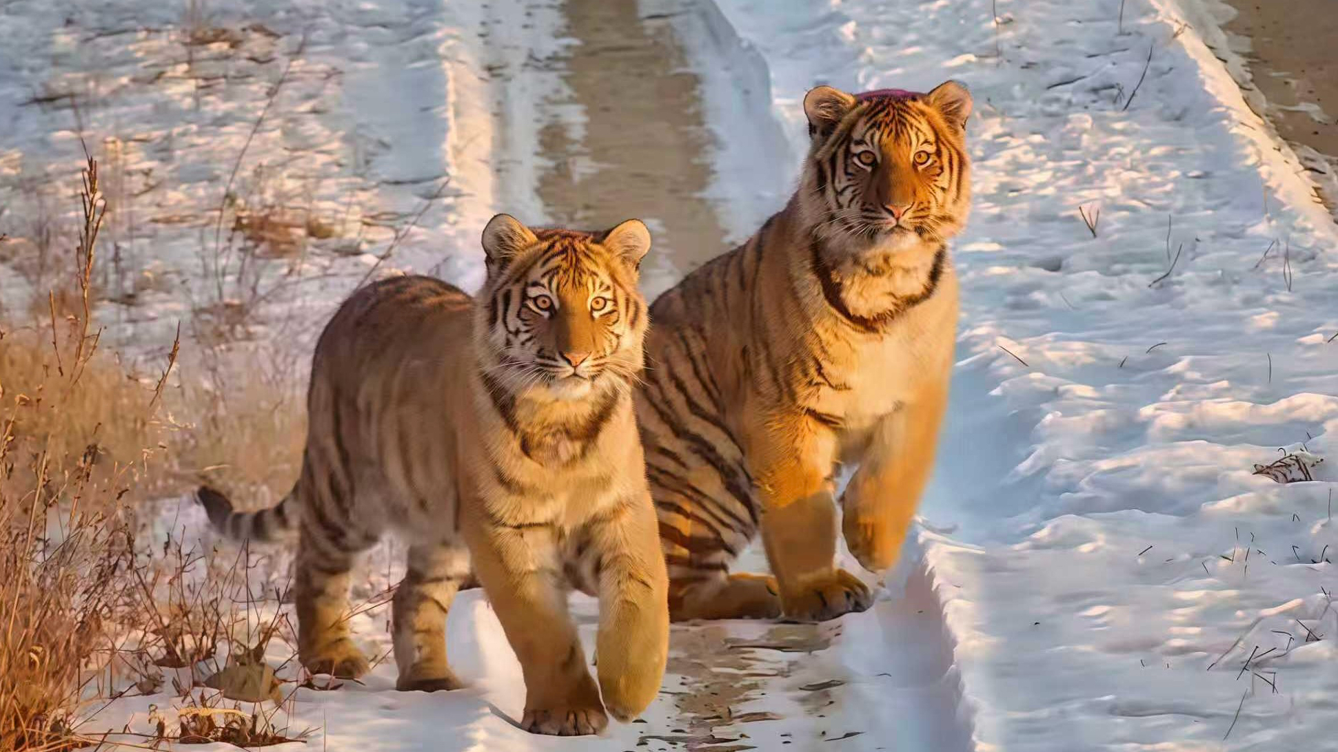 Meet wild Amur tigers and Amur leopards in China