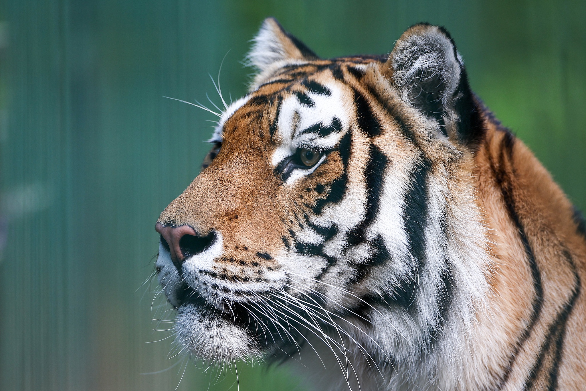 A tiger is pictured at the Tiger House hospice for wild cats in Roshchino, 60 km northwest of St Petersburg, Russia, July 24, 2026. /VCG