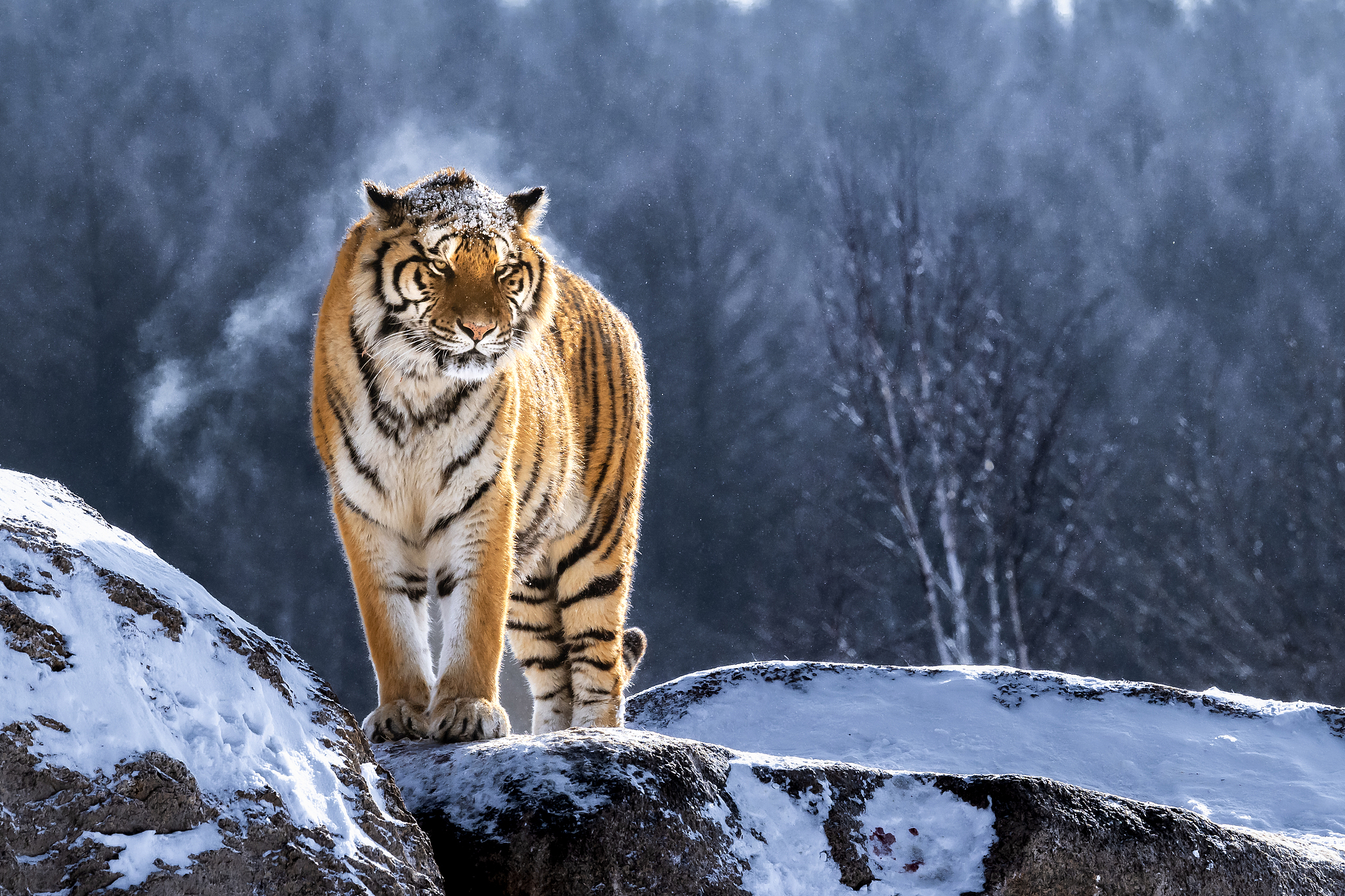 A Siberian tiger. /VCG