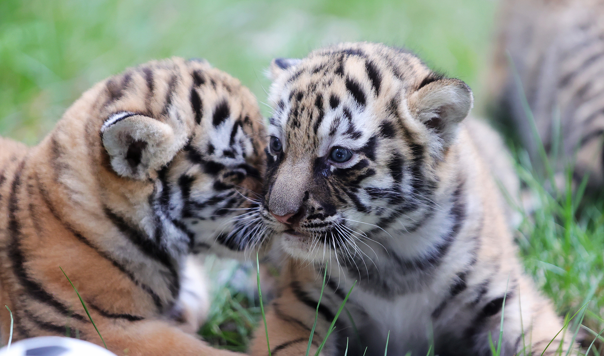 Siberian tiger cubs in Yangzhou Zoo, Jiangsu Province, east China, June 17, 2026. /VCG