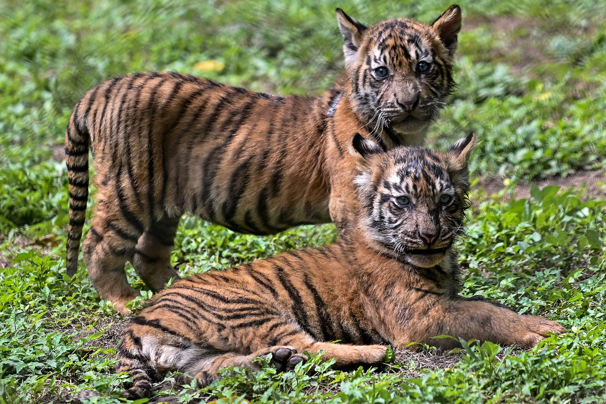 Ten-week-old Sumatran tiger cubs at Taman Safari Indonesia in Pasuruan in East Java province, Indonesia, June 4, 2026. /VCG