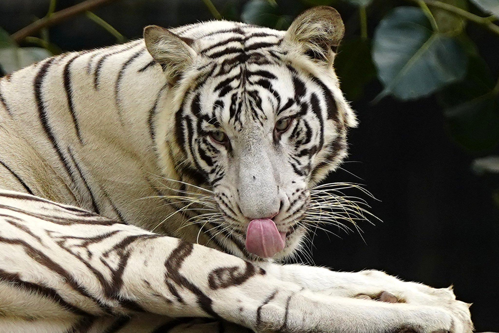 A white tiger at the National Zoological Park in New Delhi, India, November 10, 2025. /VCG