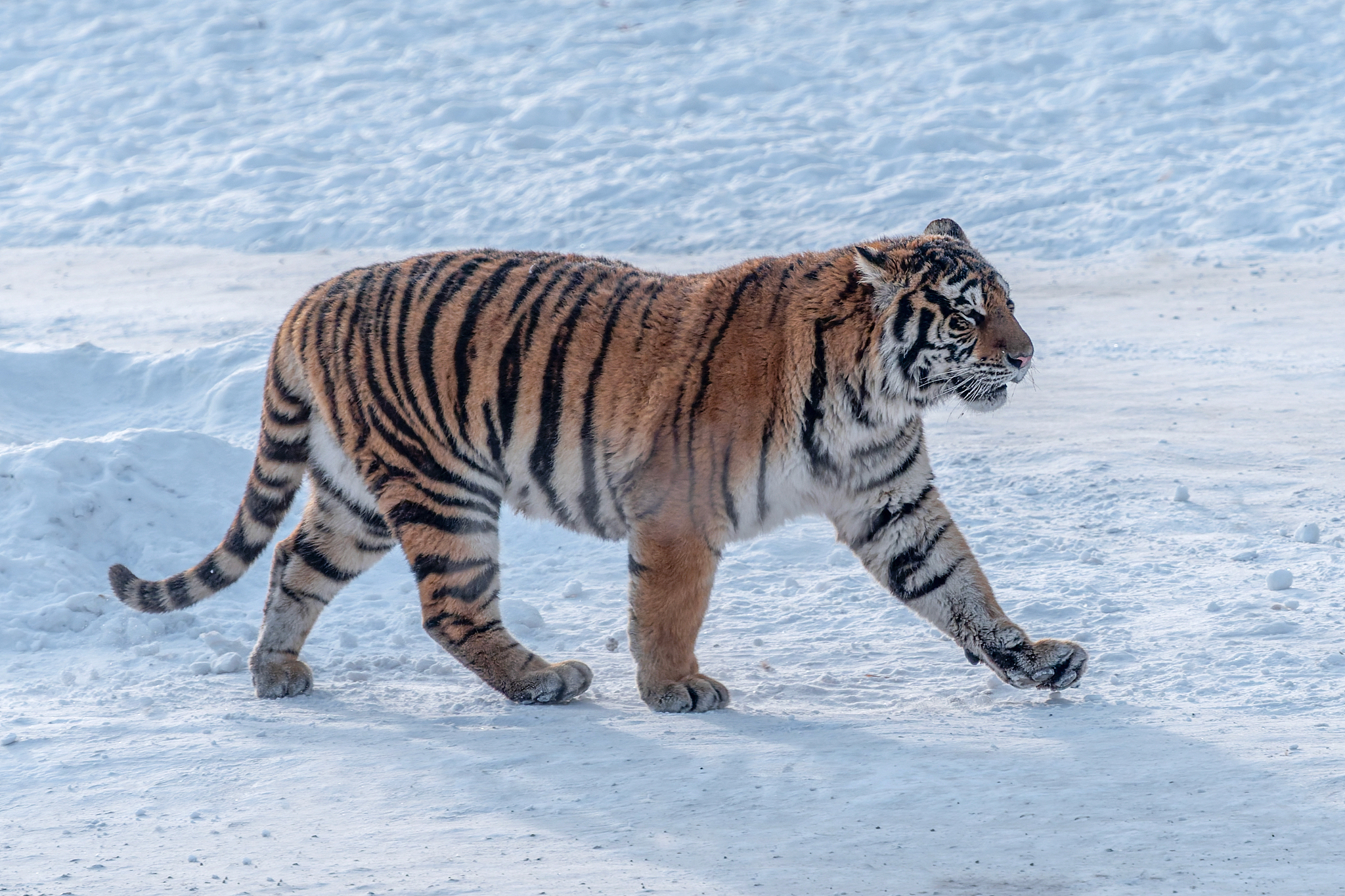 A Siberian tiger undergoes rewilding and hunting training at the Hengdaohezi Siberian Tiger Park in Mudanjiang, Heilongjiang Province, northeast China, February 21, 2026. /VCG