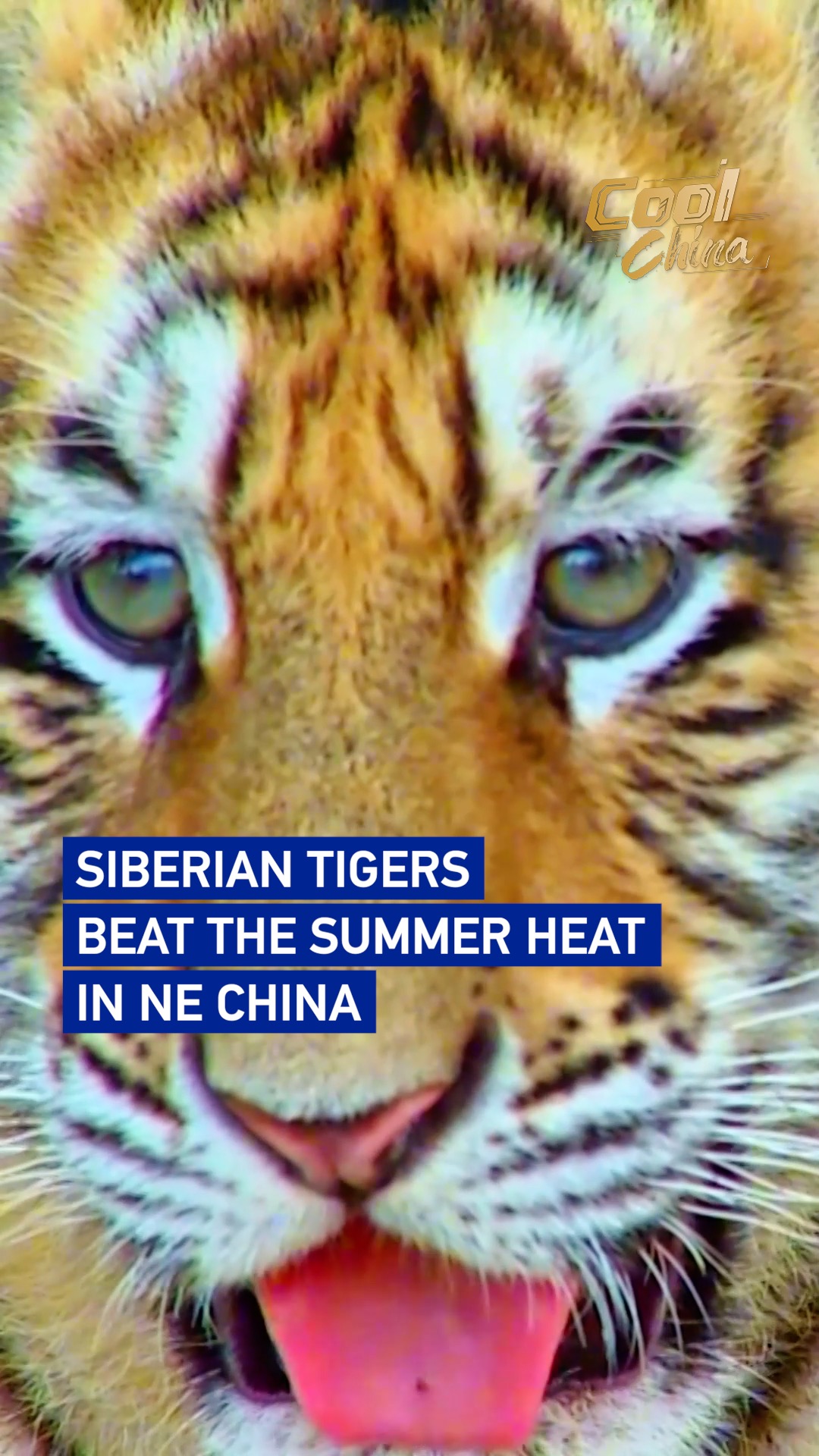 Siberian tigers beat the summer heat in NE China
