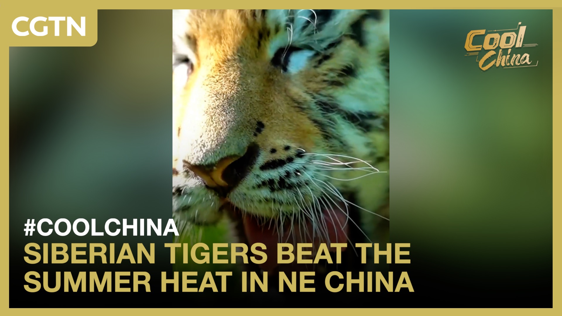 Siberian tigers beat the summer heat in NE China