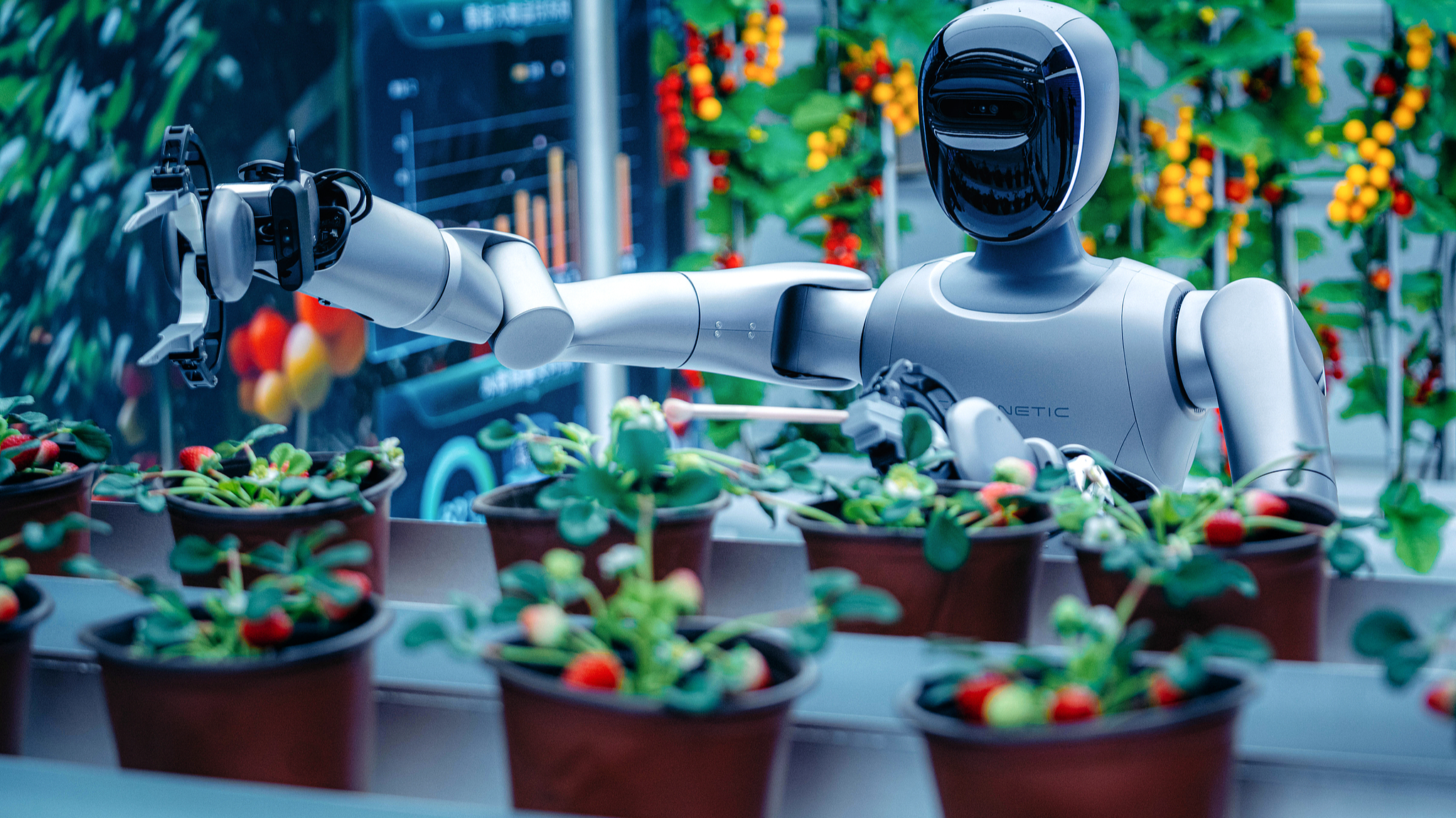 An agricultural robot is used to demonstrate planting and picking strawberries at a humanoid robot 4S store in Zhengzhou, Henan Province, central China, March 15, 2026. /CFP