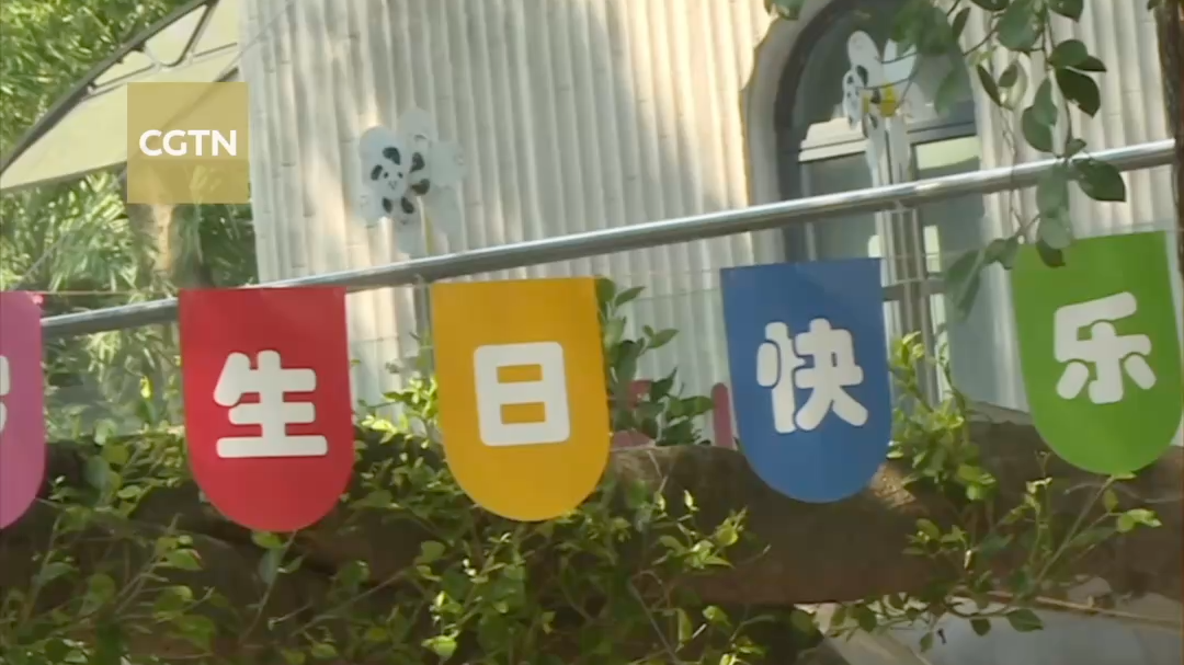 Panda cub's fun traditional Zhuazhou ceremony