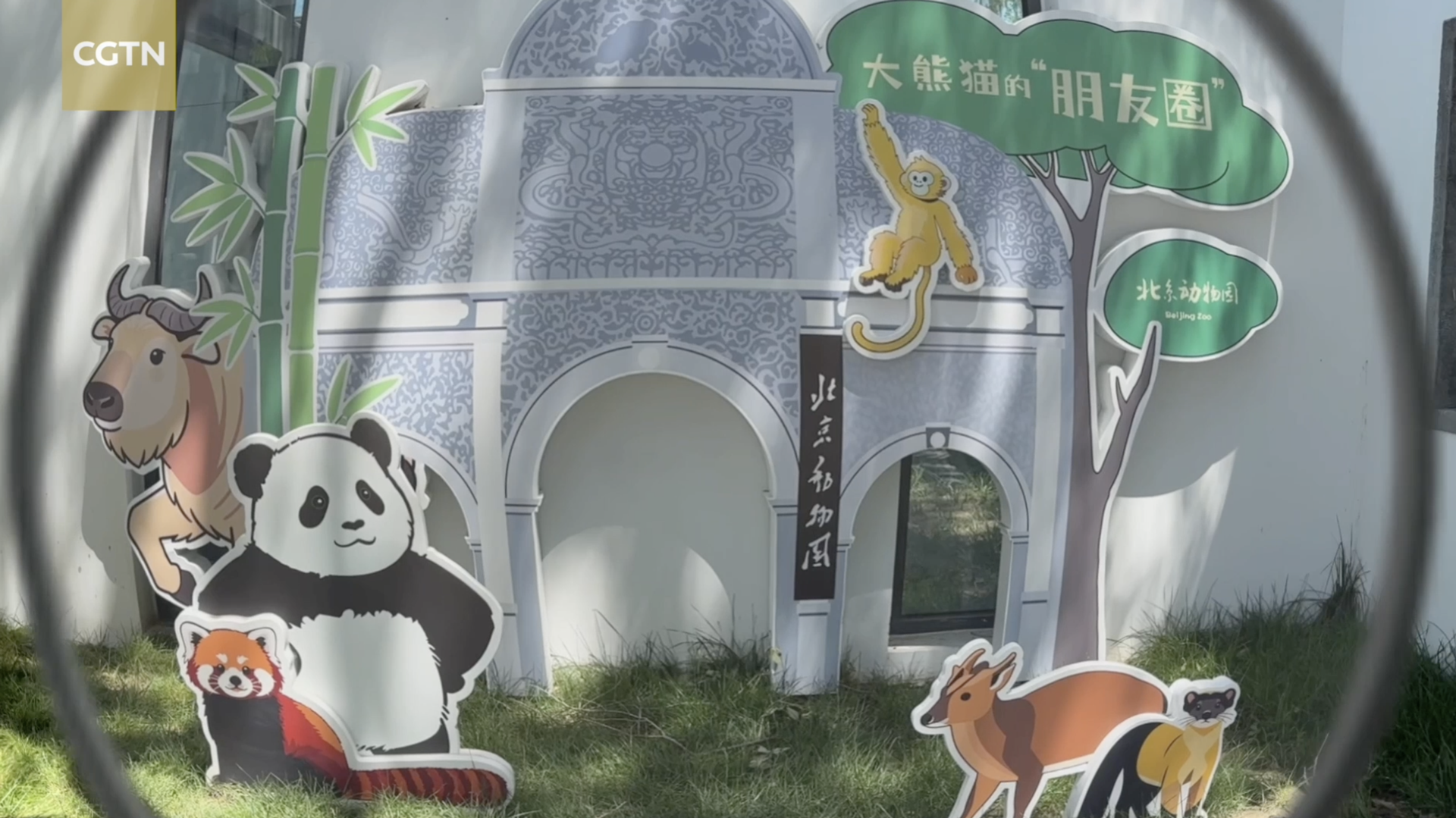 Pandas in full-on munch mode