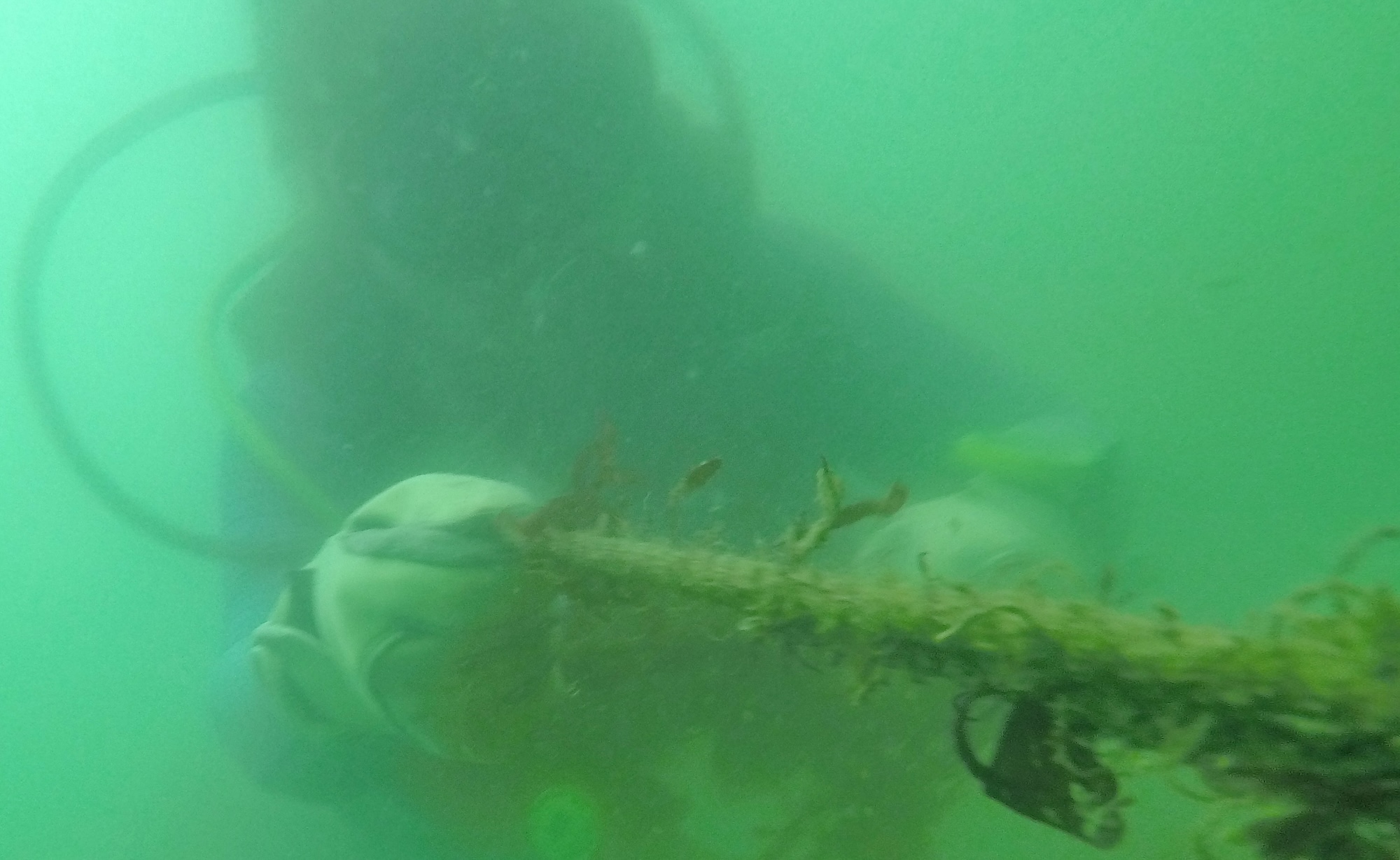 A volunteer diver collects marine debris during the 