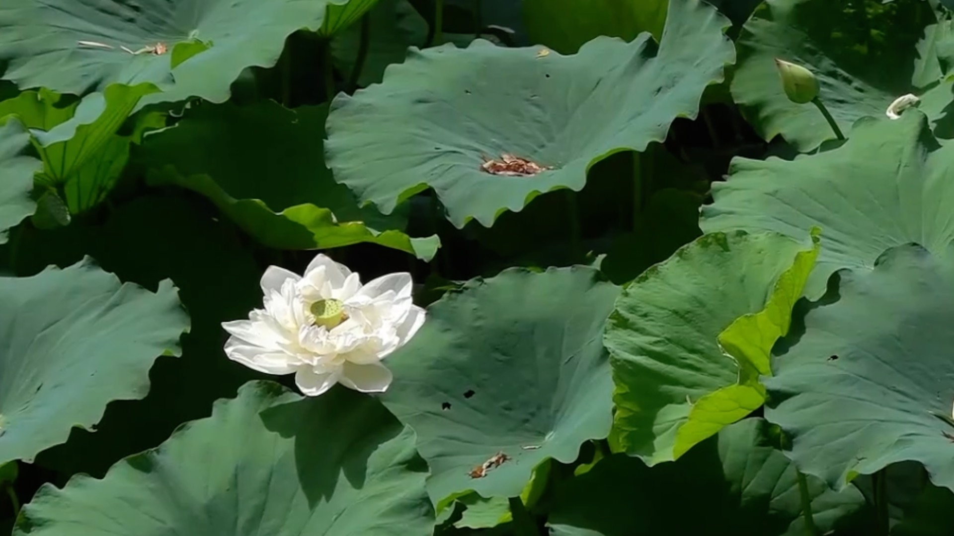 Where the lotus breeze meets a tranquil summer dream