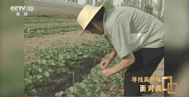 Wu Mingzhu working in a watermelon field in Xinjiang. /China Media Group