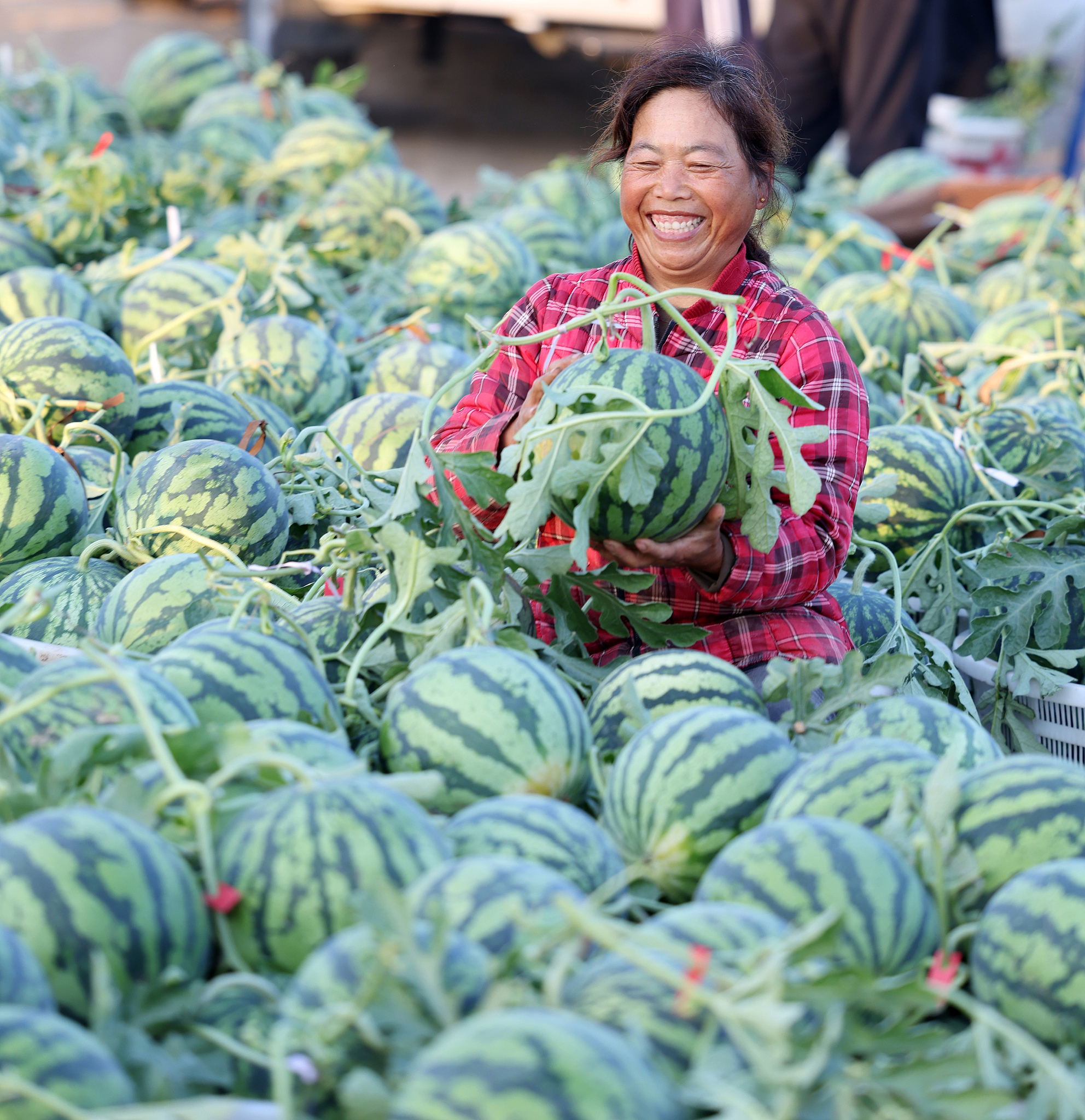 Farmers sort freshly picked watermelons at a watermelon planting base in Linyi City, east China's Shandong Province, May 5, 2026. /VCG