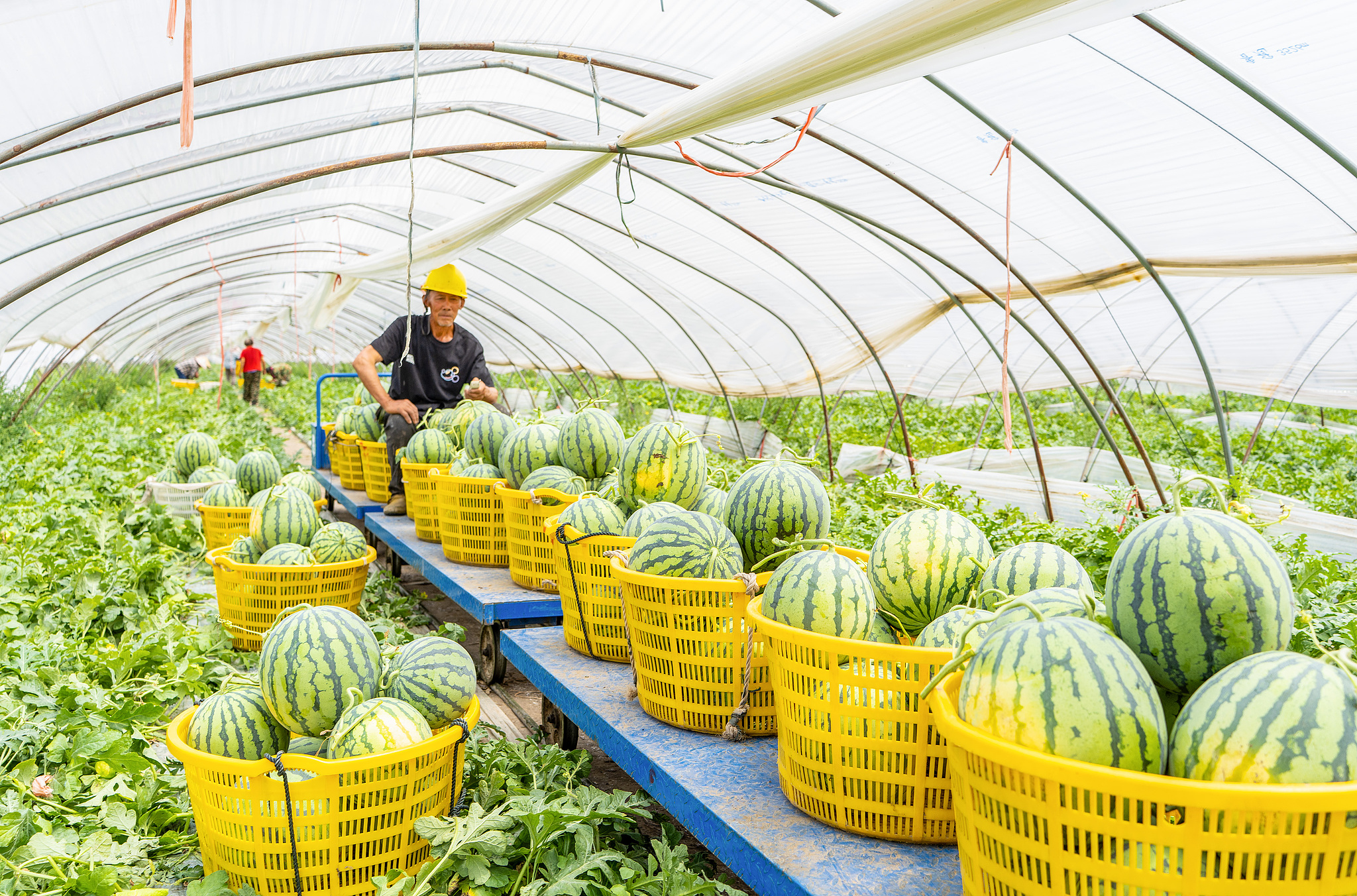 Farmers use a rail-mounted 