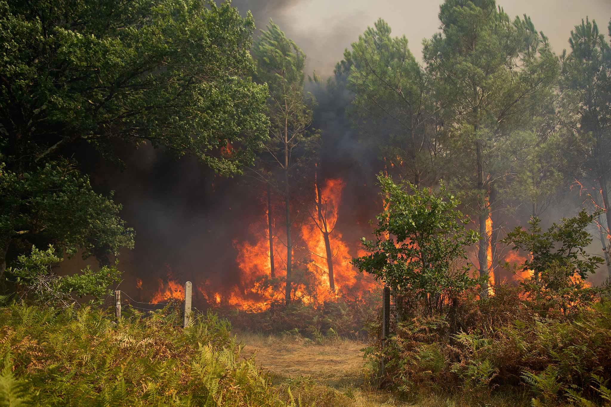A fire breaks out in the forest in Lanton, Gironde, France, July 29, 2026. /VCG