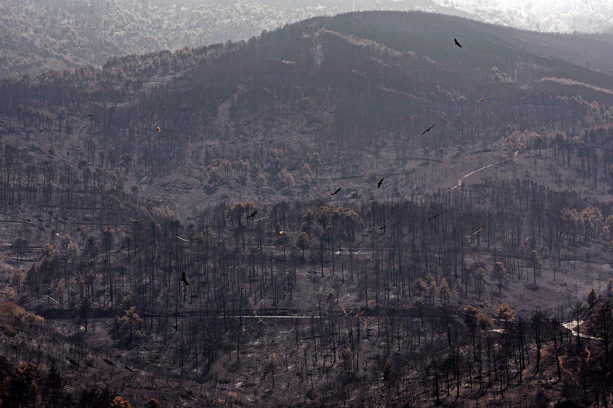 A flock of vultures flies over the scorched Iruelas Valley near El Tiemblo, west of Madrid, Spain, July 29, 2026. /VCG