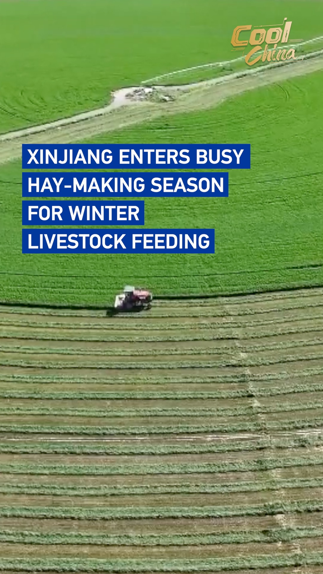 Xinjiang enters busy hay-making season for winter livestock feeding