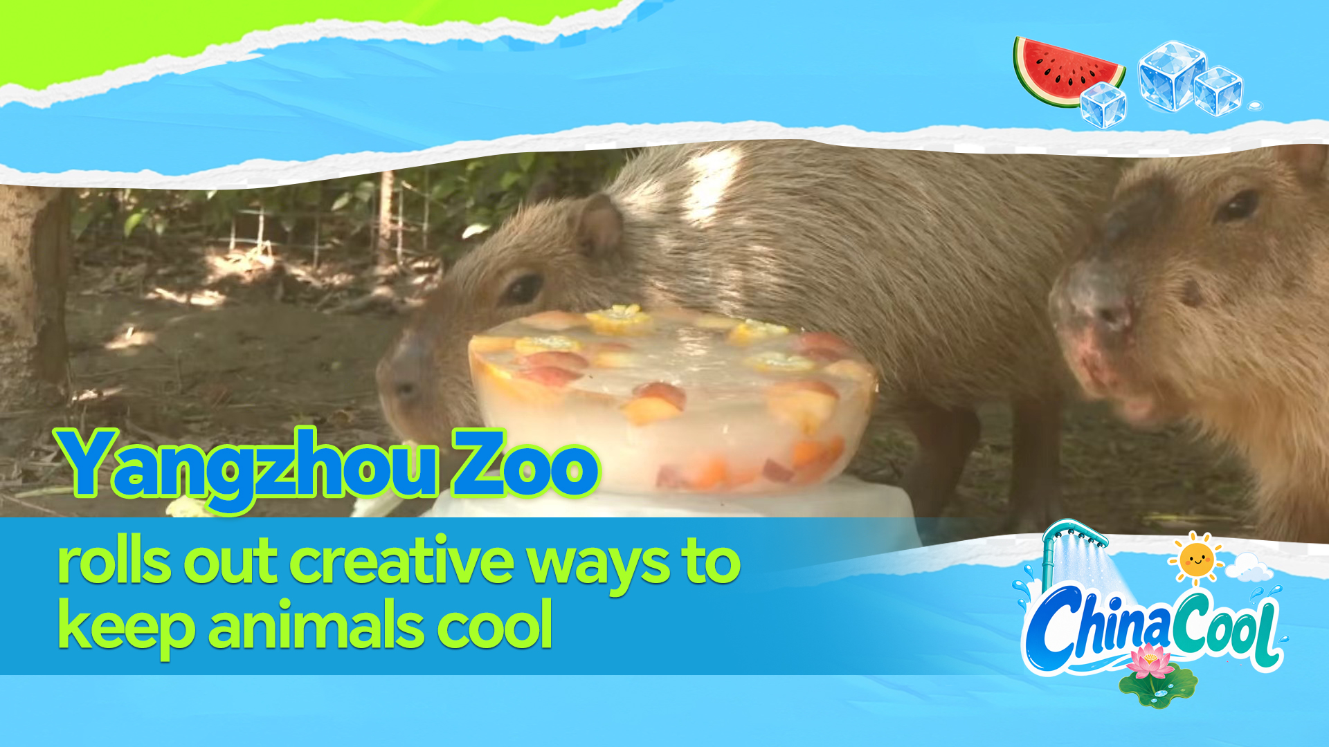 Yangzhou Zoo rolls out creative ways to keep animals cool