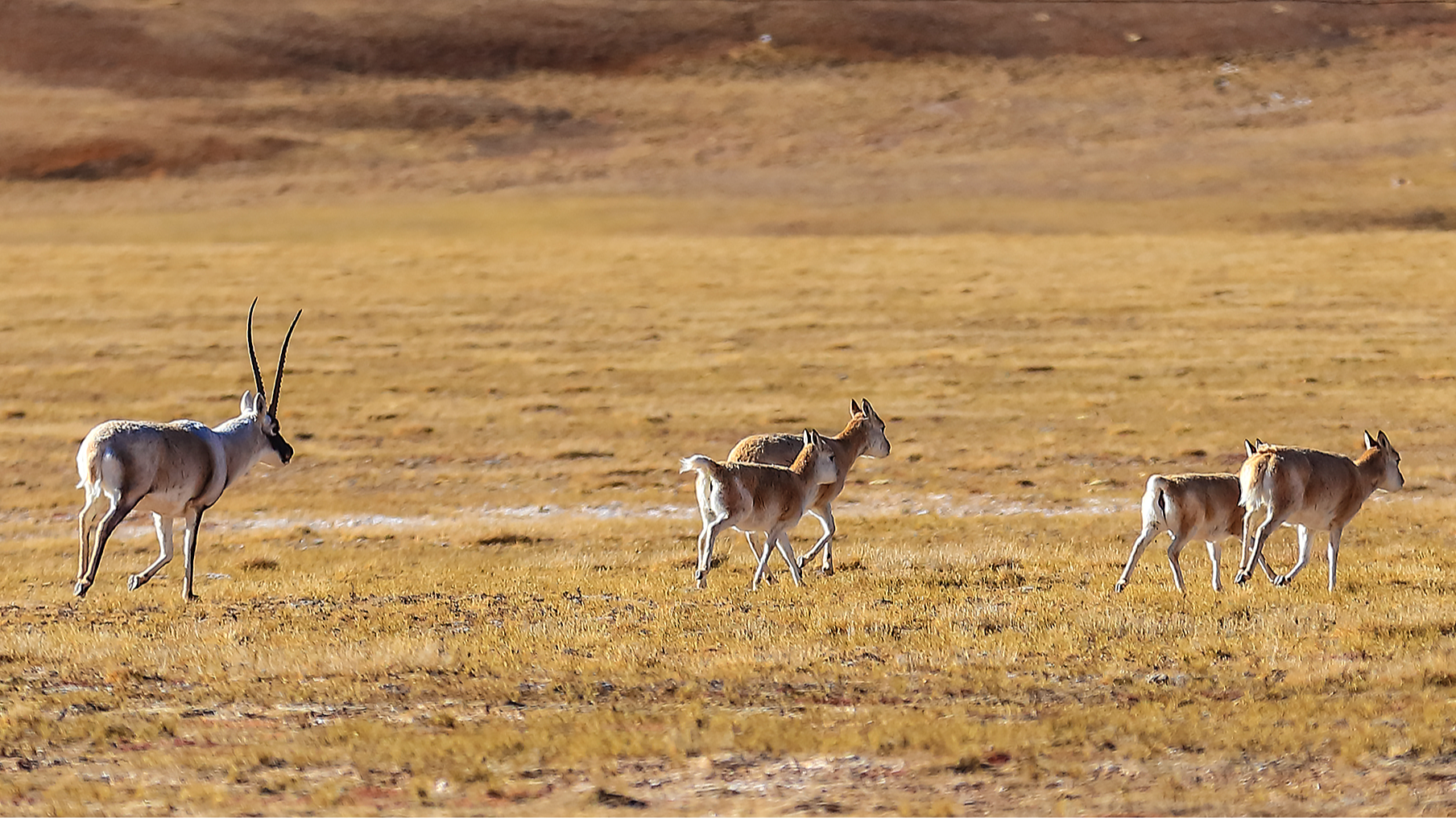 Migration season for Tibetan antelopes