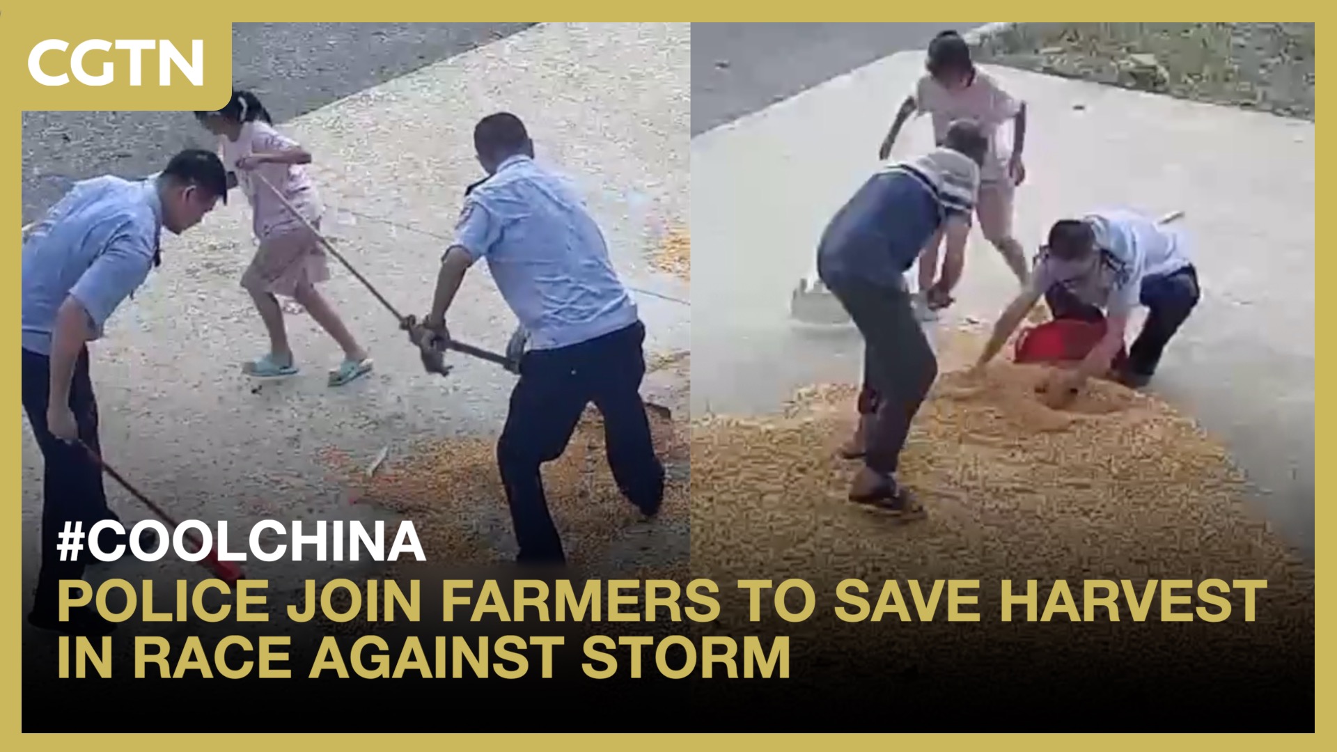 Police join farmers to save harvest in race against storm