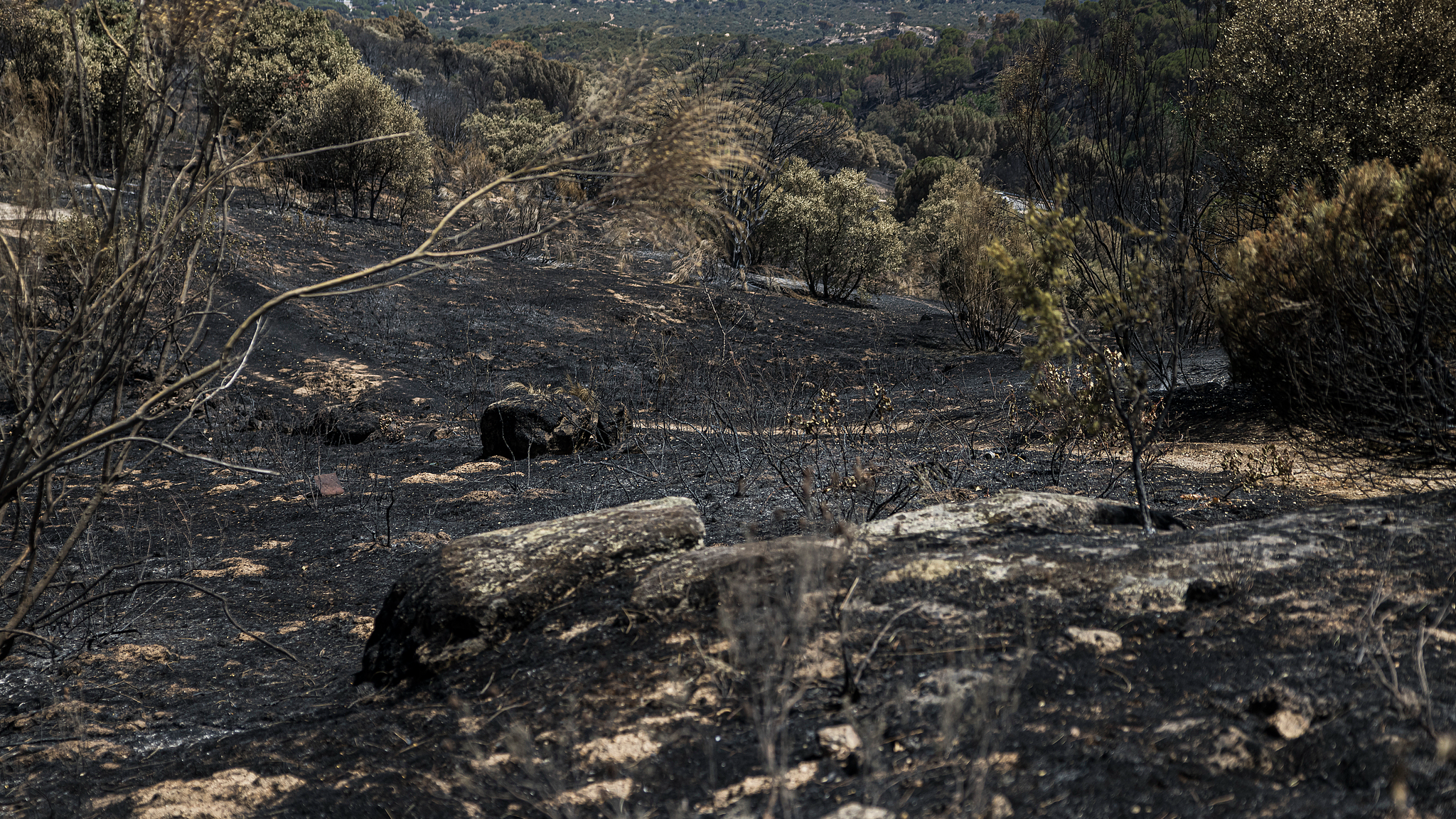 A mountain slope lies blackened after a severe wildfire in Hoyo de Pinares, Spain, on July 30, 2026. /VCG