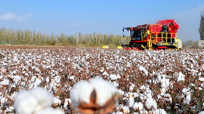 File photo of a cotton-harvesting machine operating in a field in Awat county, northwest China's Xinjiang Uygur Autonomous Region. /VCG