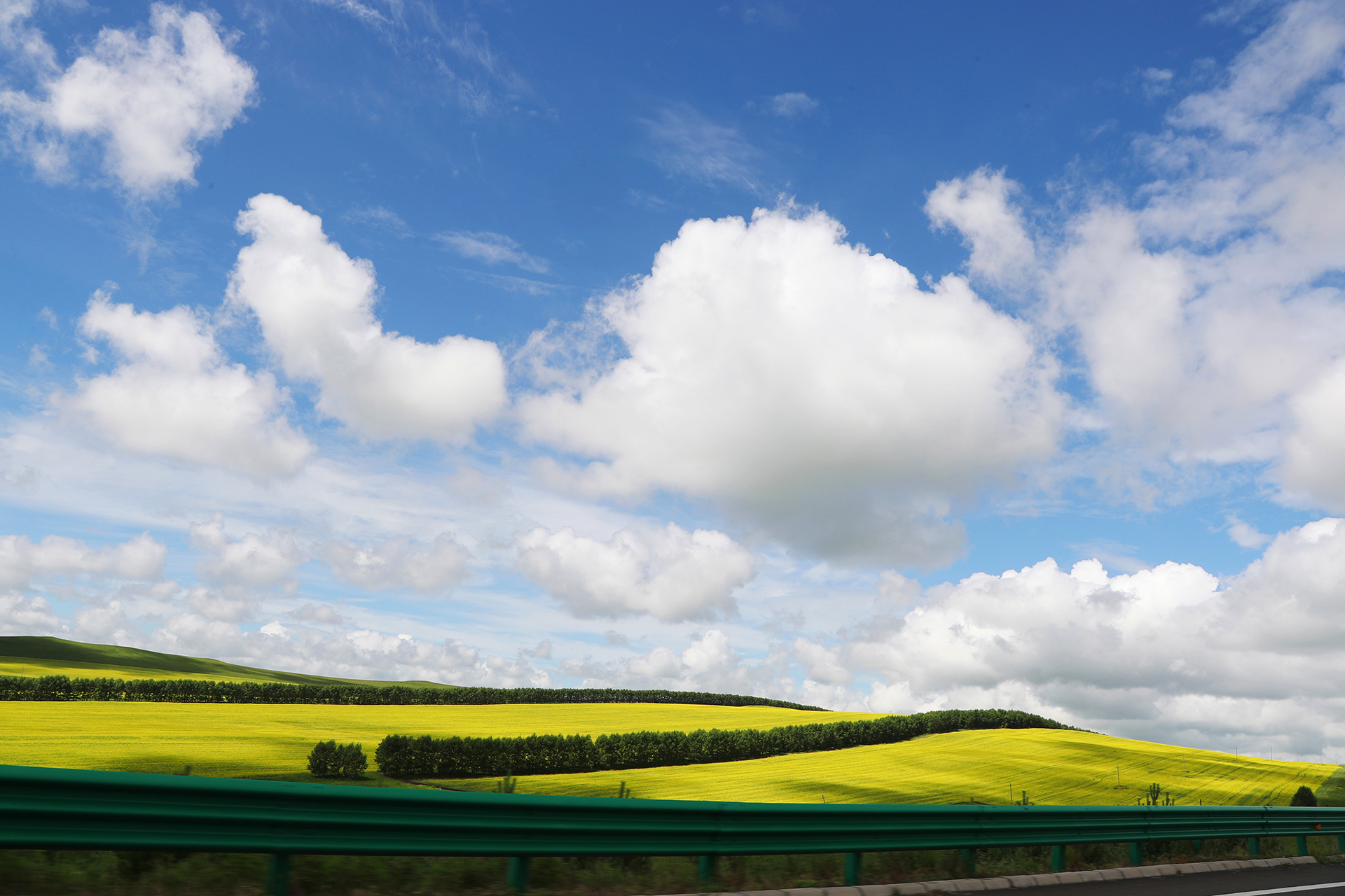Golden rapeseed fields enhance the refreshing pastoral landscape in Hulunbuir, Inner Mongolia Autonomous Region. /CGTN