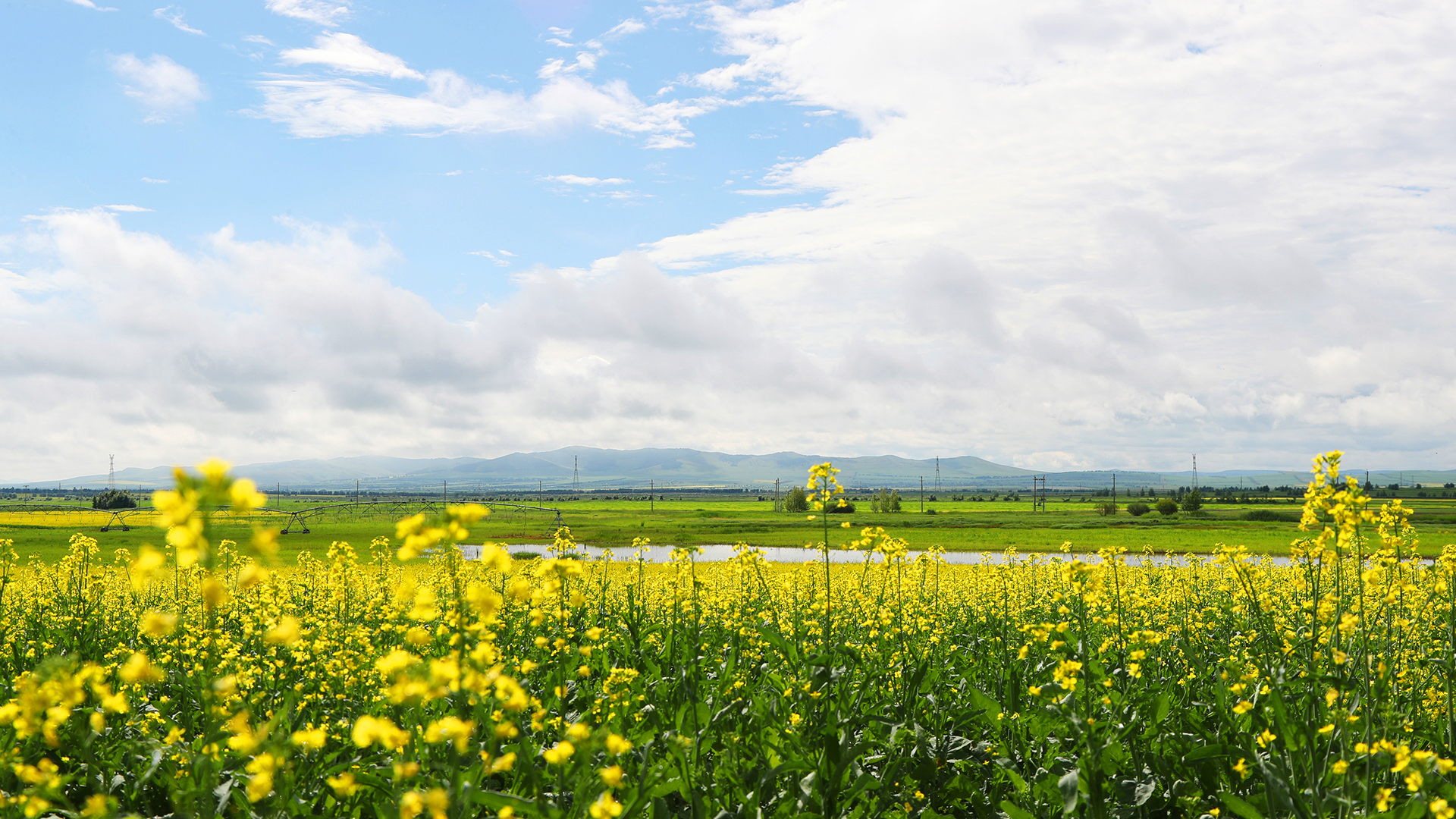 Golden rapeseed fields paint Hulunbuir's summer landscape