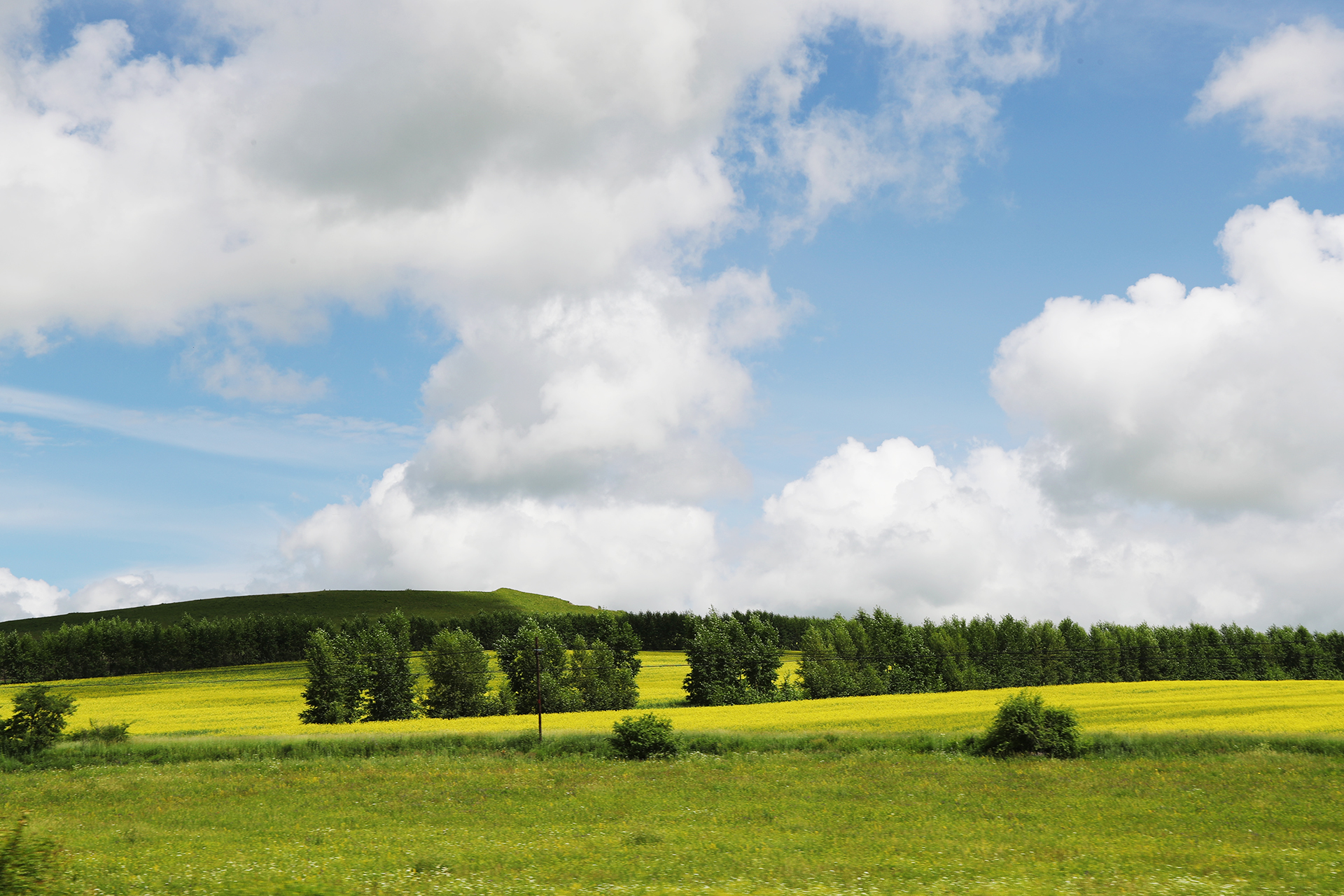 Golden rapeseed fields enhance the refreshing pastoral landscape in Hulunbuir, Inner Mongolia Autonomous Region. /CGTN