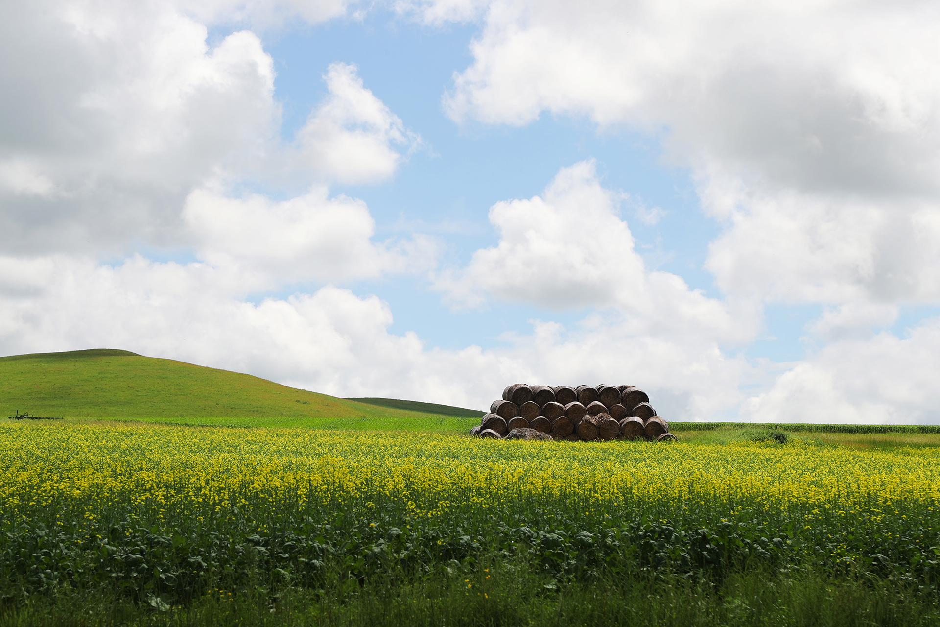 A view of rapeseed flowers in Hulunbuir, Inner Mongolia Autonomous Region. /CGTN