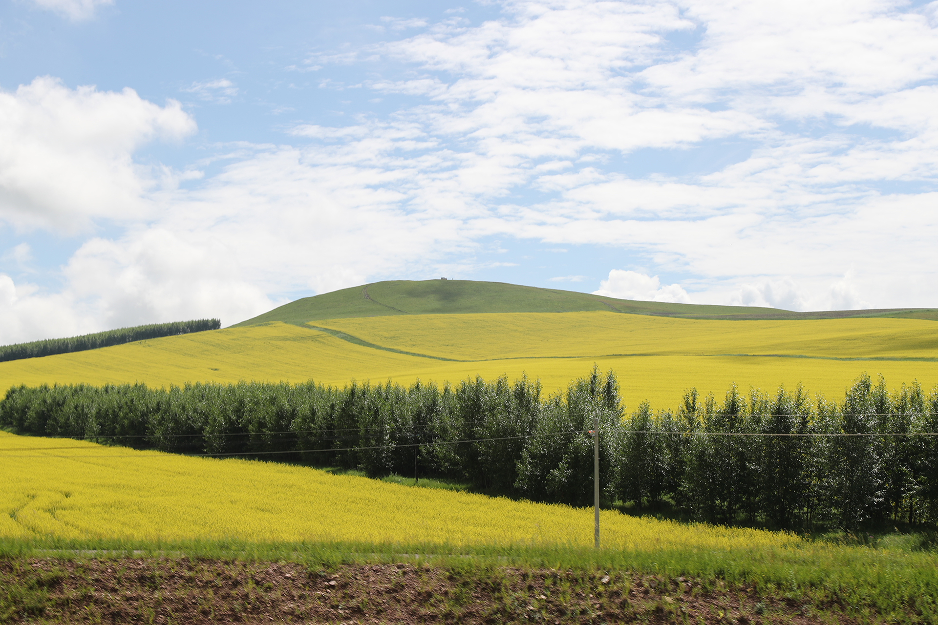 Golden rapeseed fields enhance the refreshing pastoral landscape in Hulunbuir, Inner Mongolia Autonomous Region. /CGTN