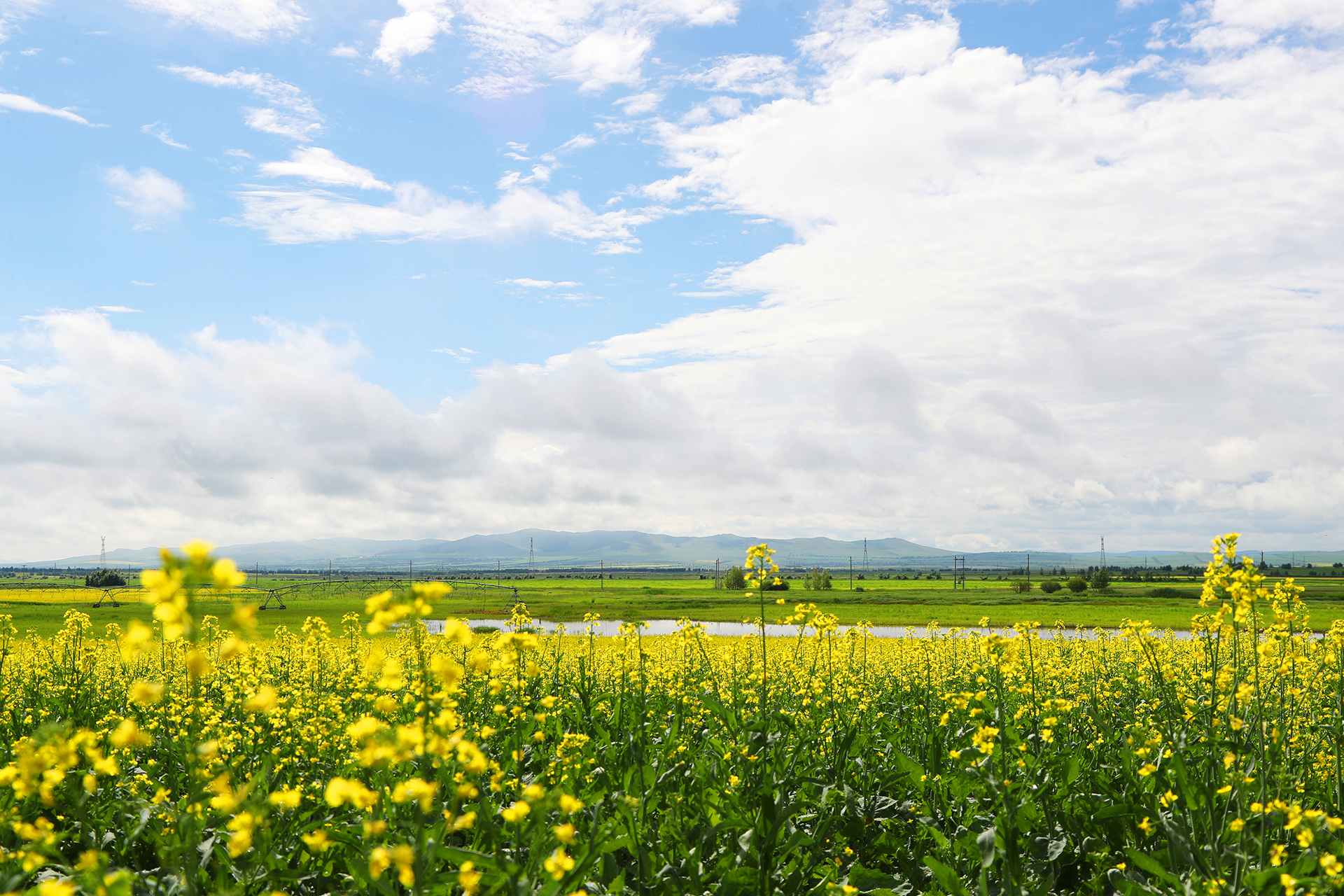 A view of rapeseed flowers in Hulunbuir, Inner Mongolia Autonomous Region. /CGTN