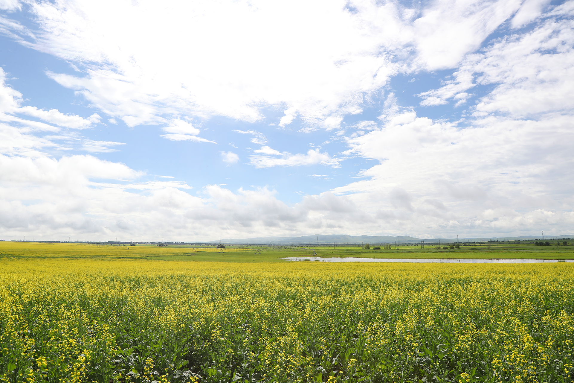 A view of rapeseed flowers in Hulunbuir, Inner Mongolia Autonomous Region. /CGTN