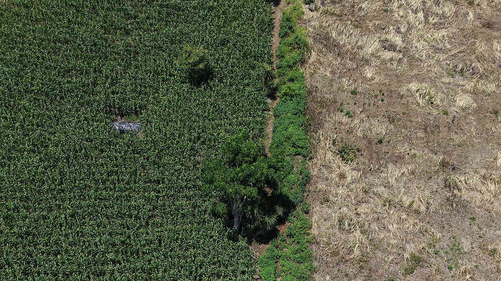 Drought-damaged corn plants on a farm in Tacuba, El Salvador, on Friday, July 24, 2026. /VCG