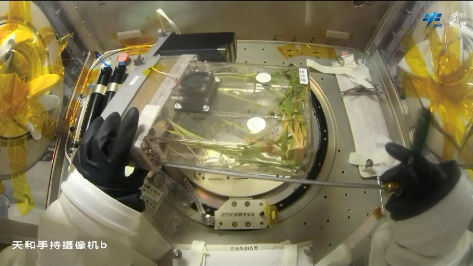 The Shenzhou-23 astronauts conduct a study on multi-generational rice cultivation onboard the China Space Station. /via CMG