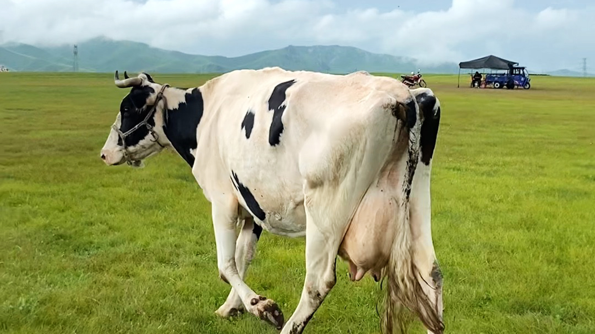 Milking a cow: Getting a taste of herder life in Hulunbuir